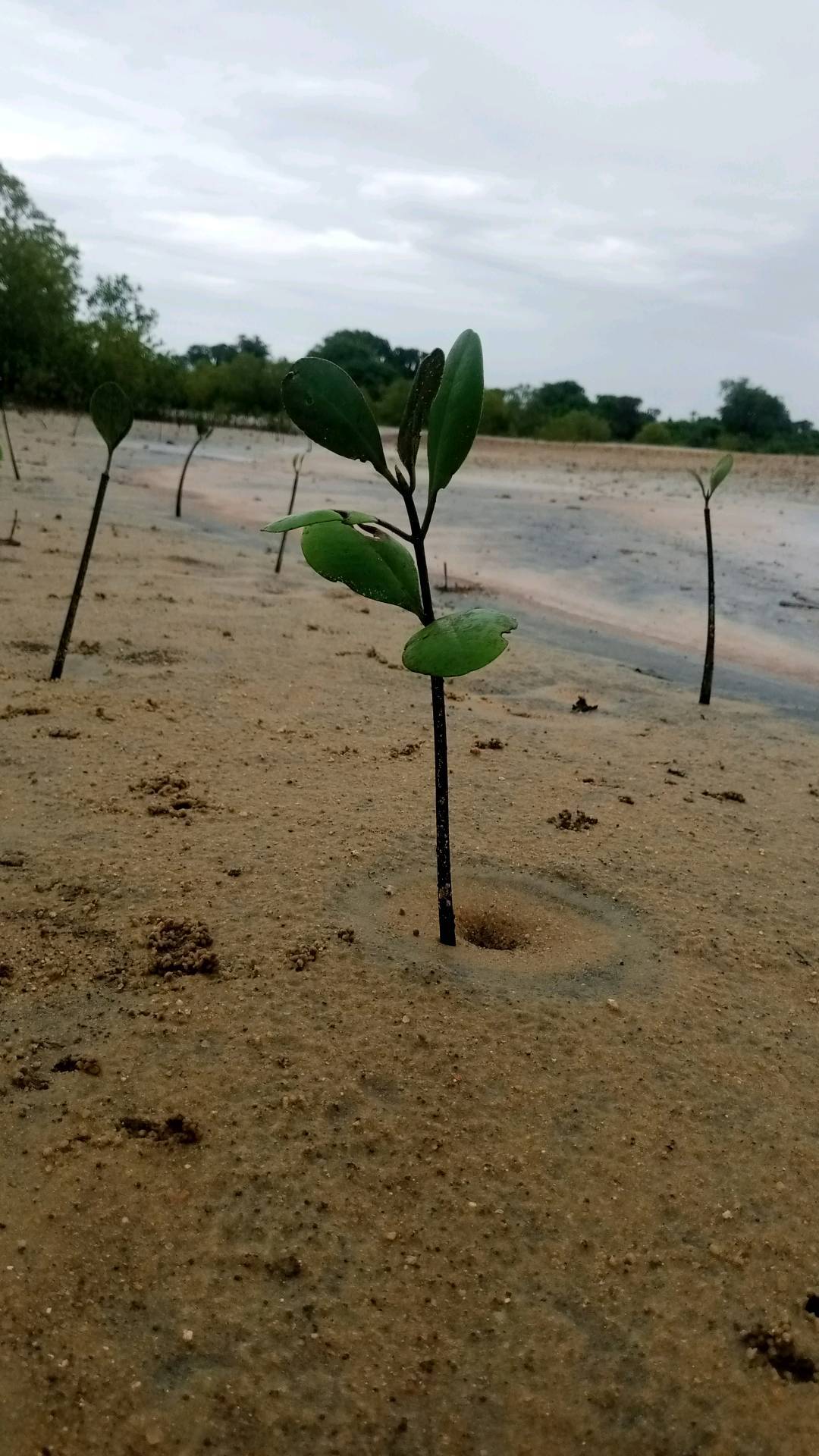 tree