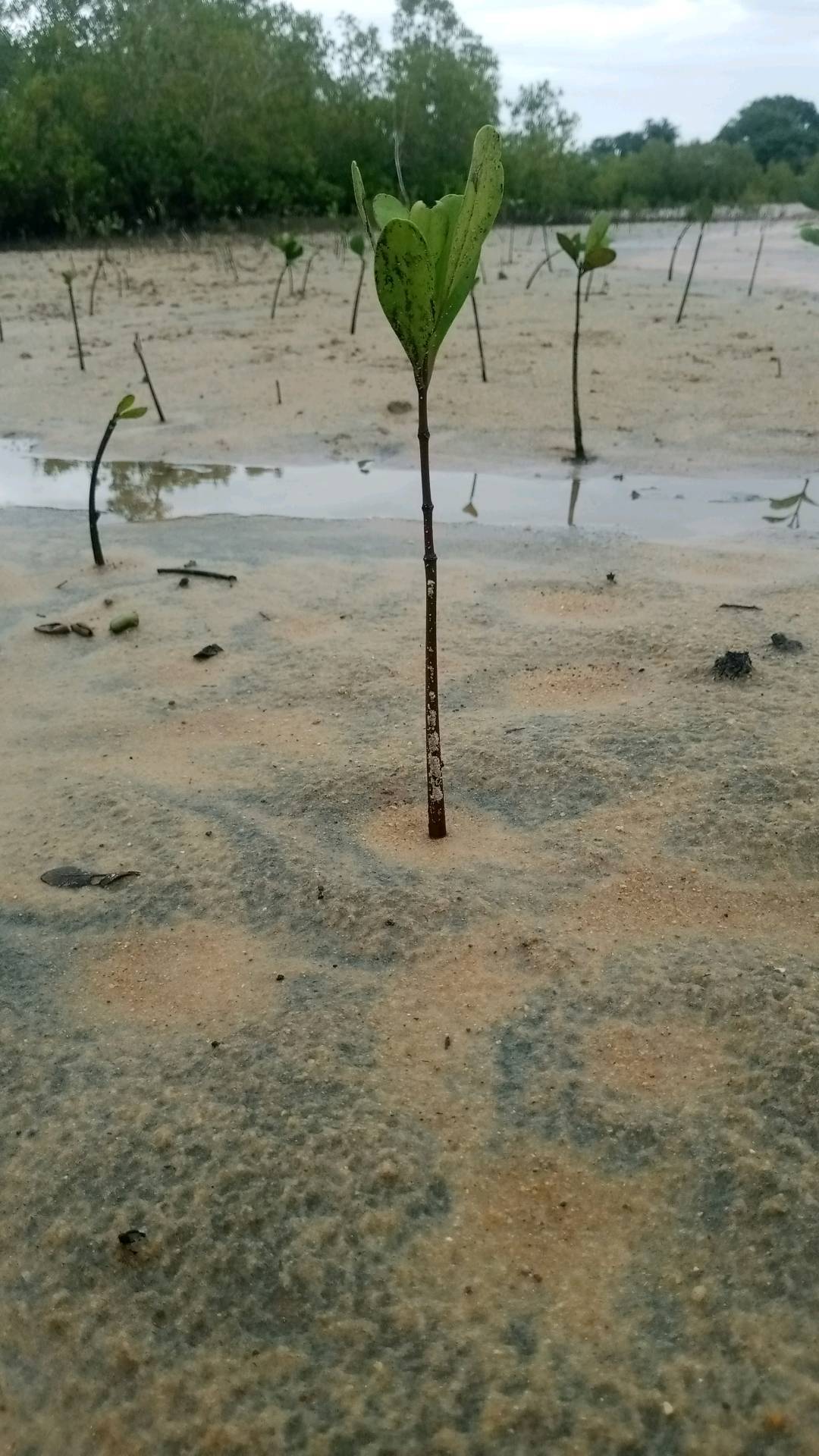 tree