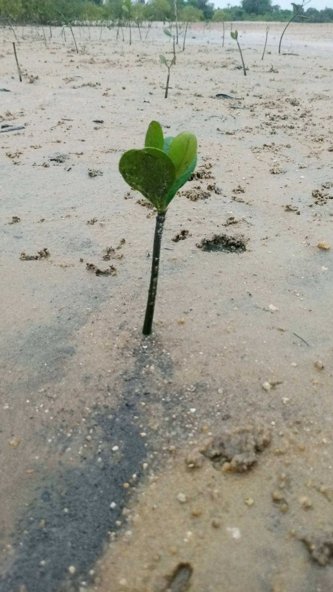 tree