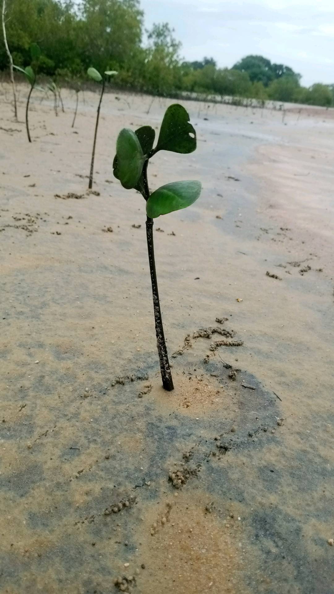 tree