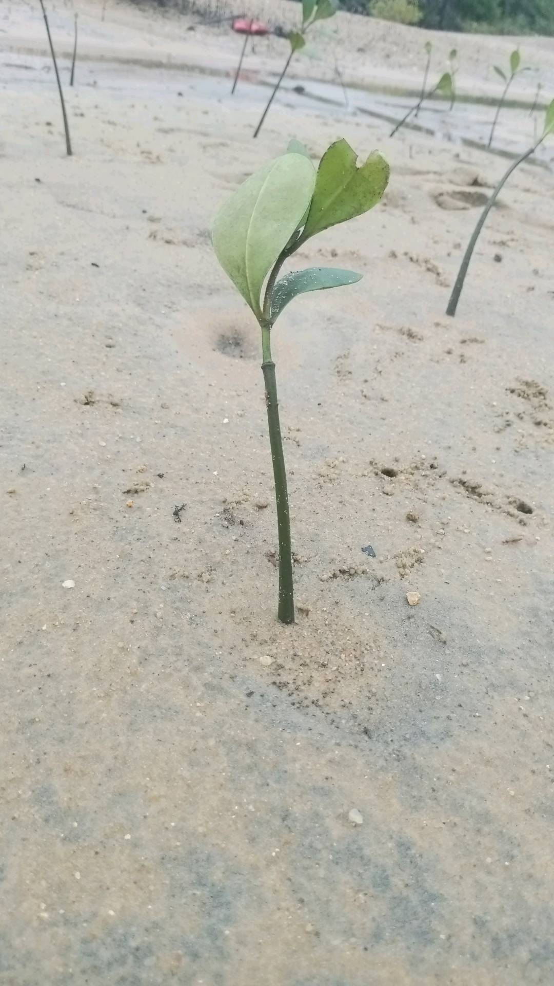 tree