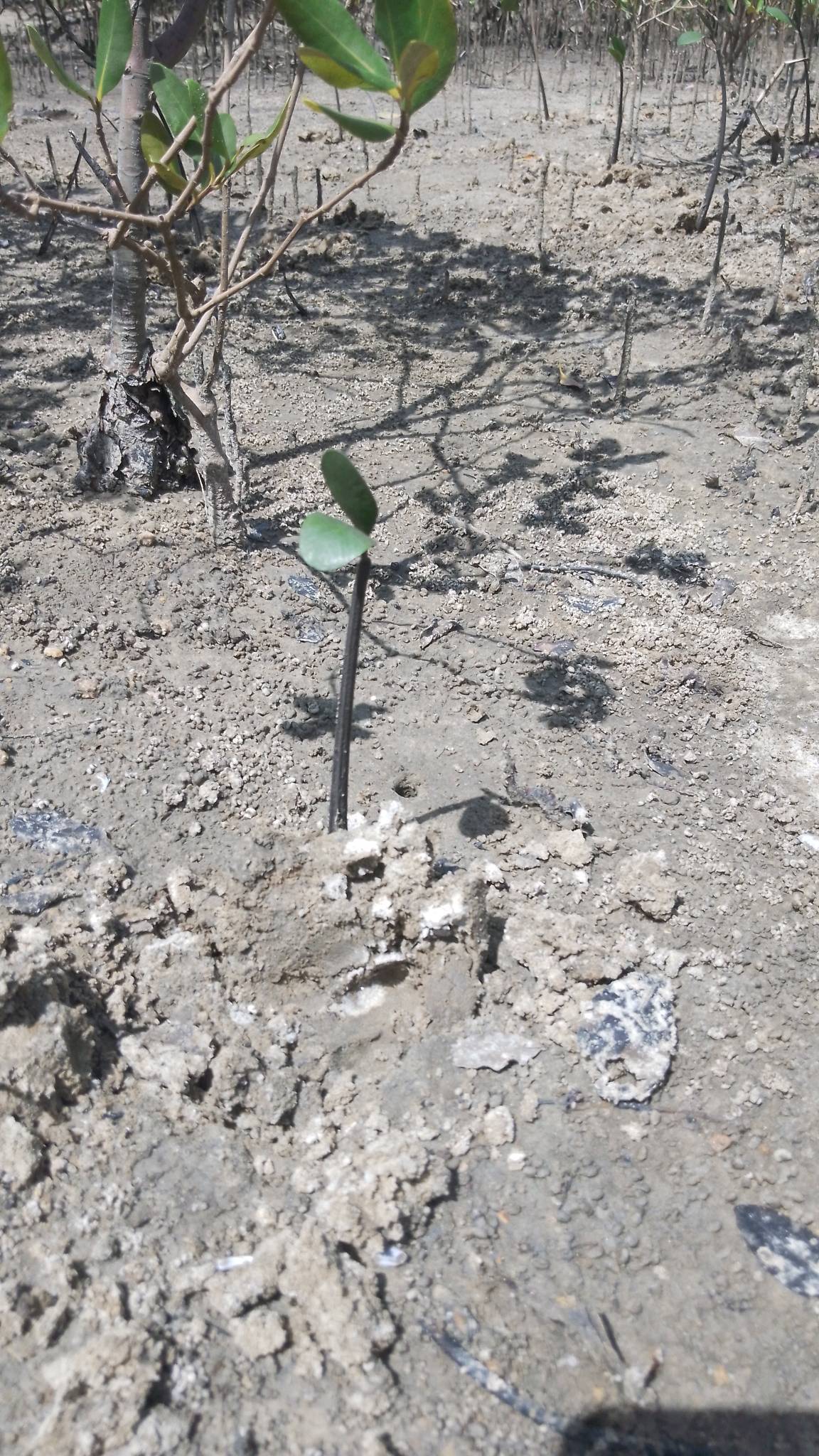 tree
