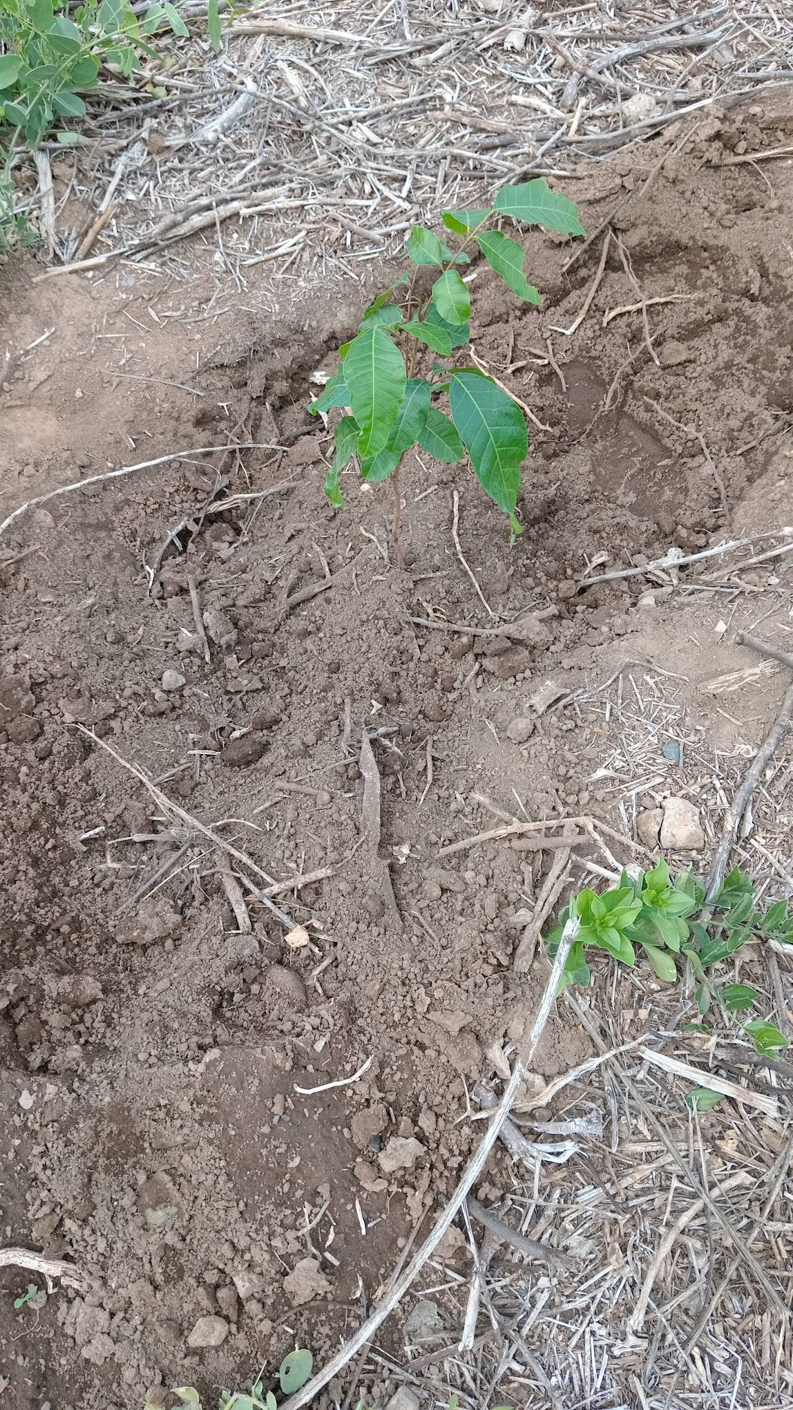 tree