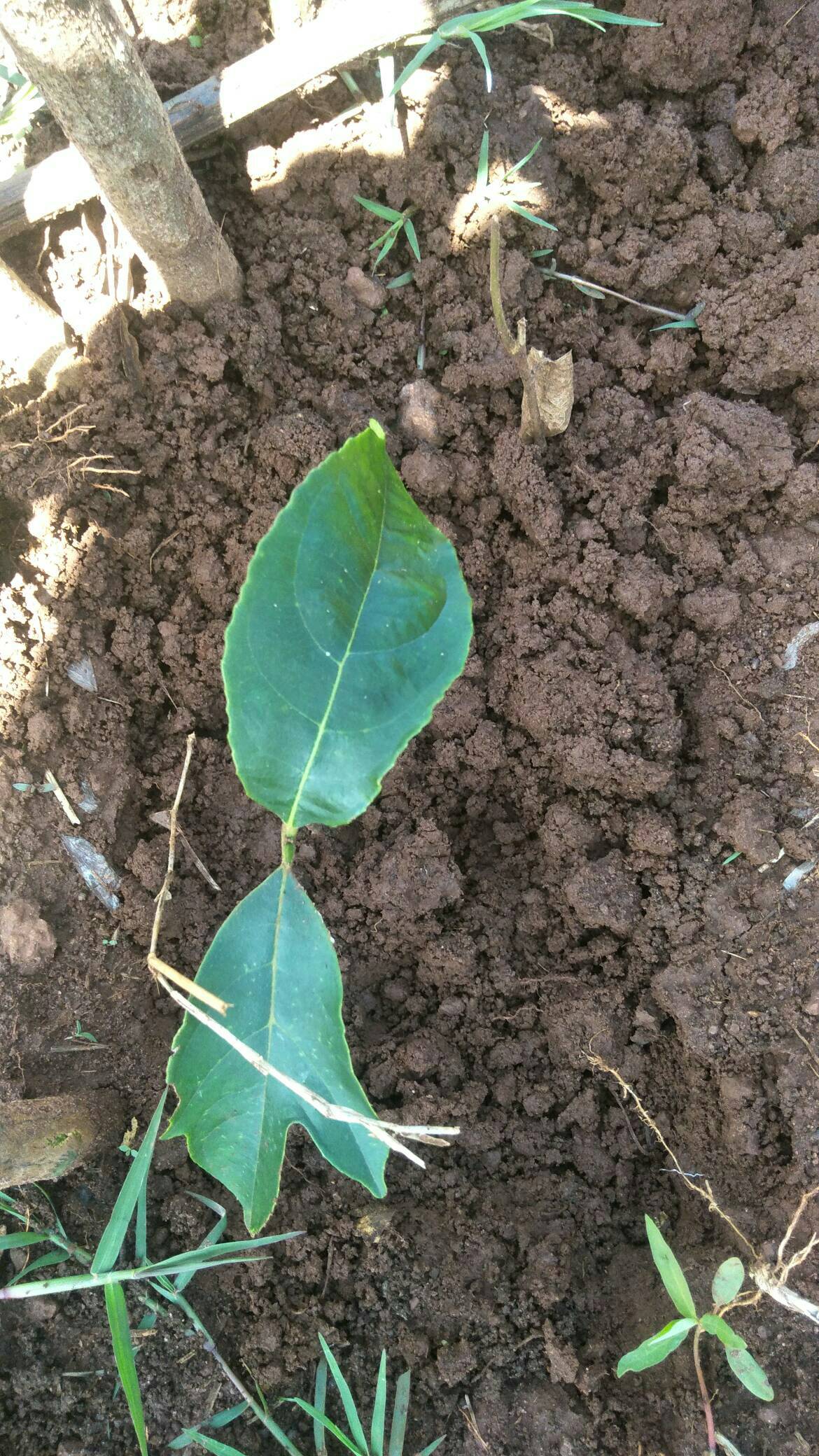 tree