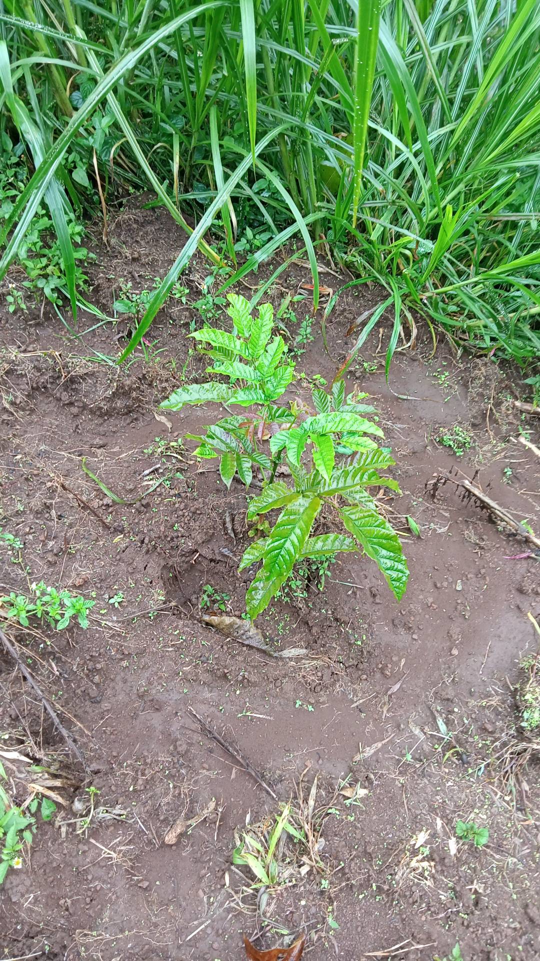 tree