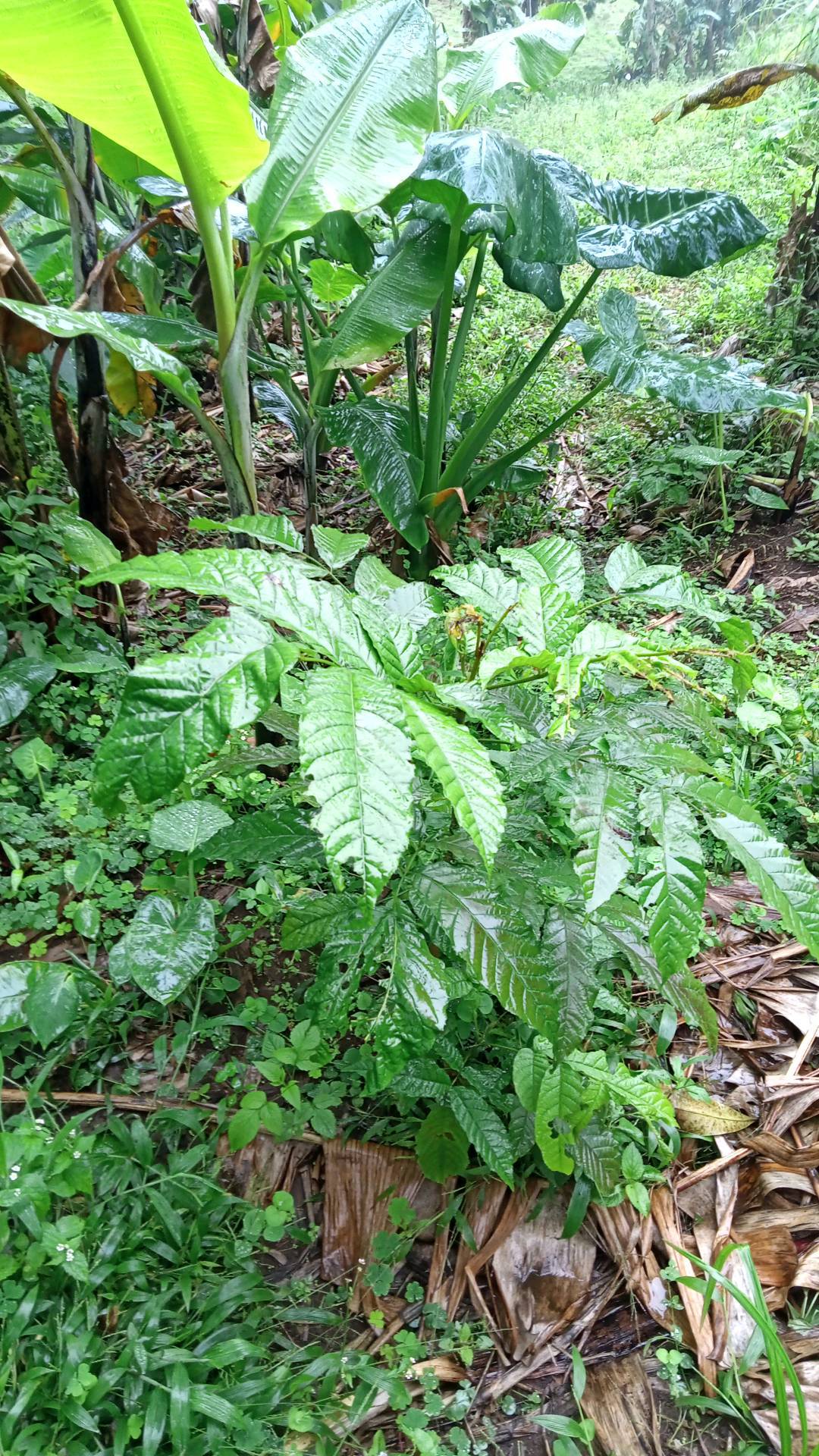 tree