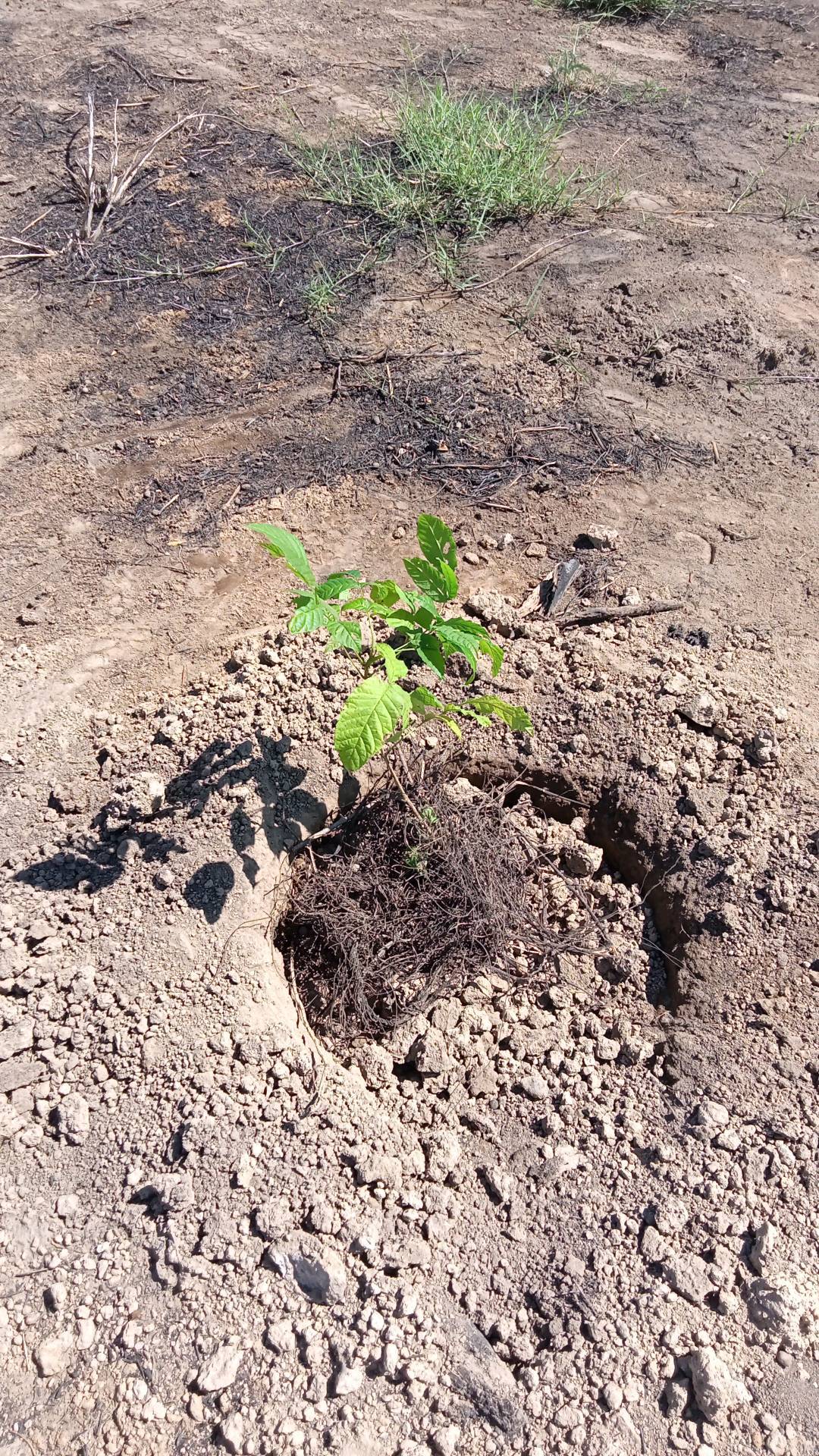 tree