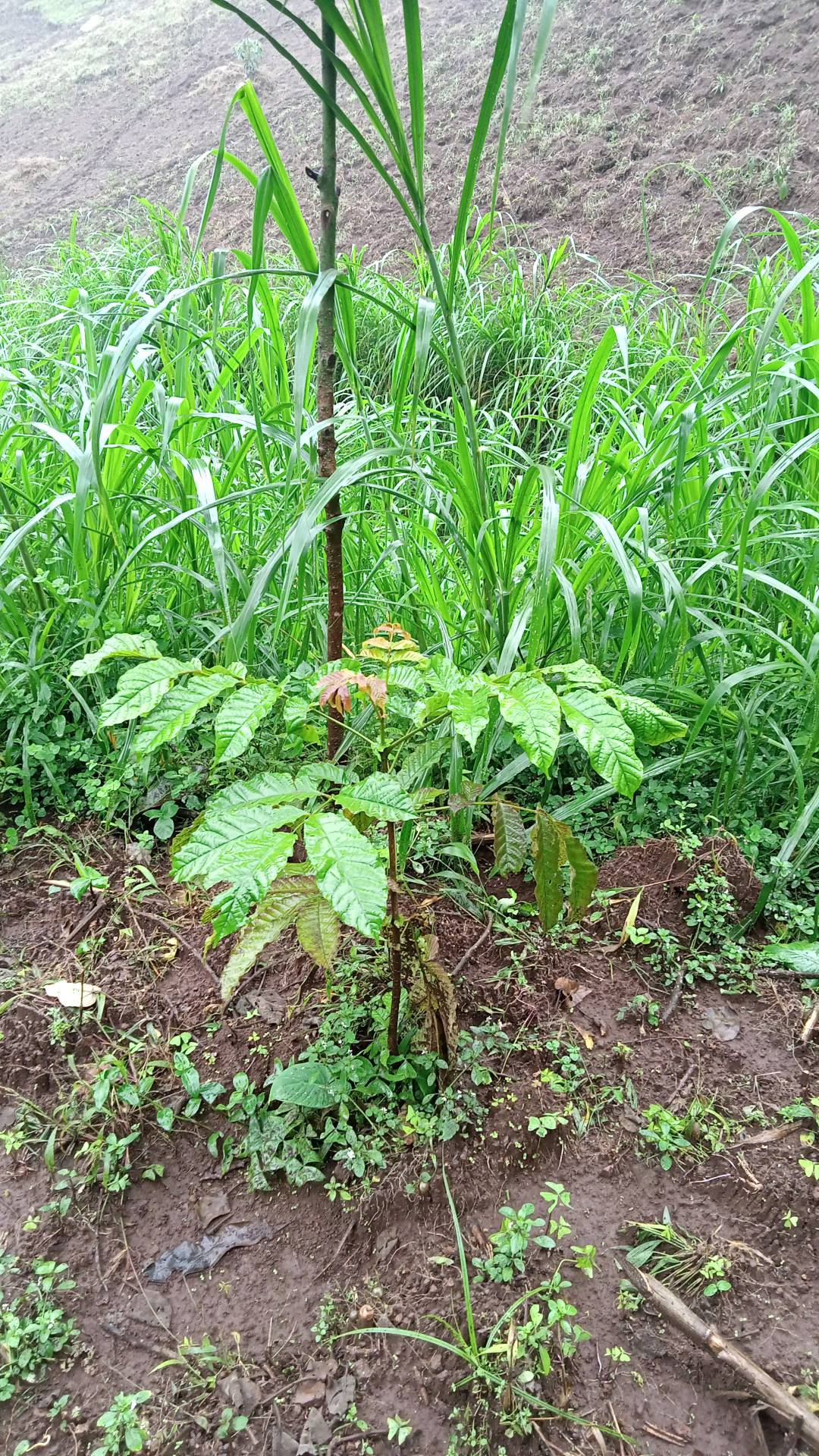 tree