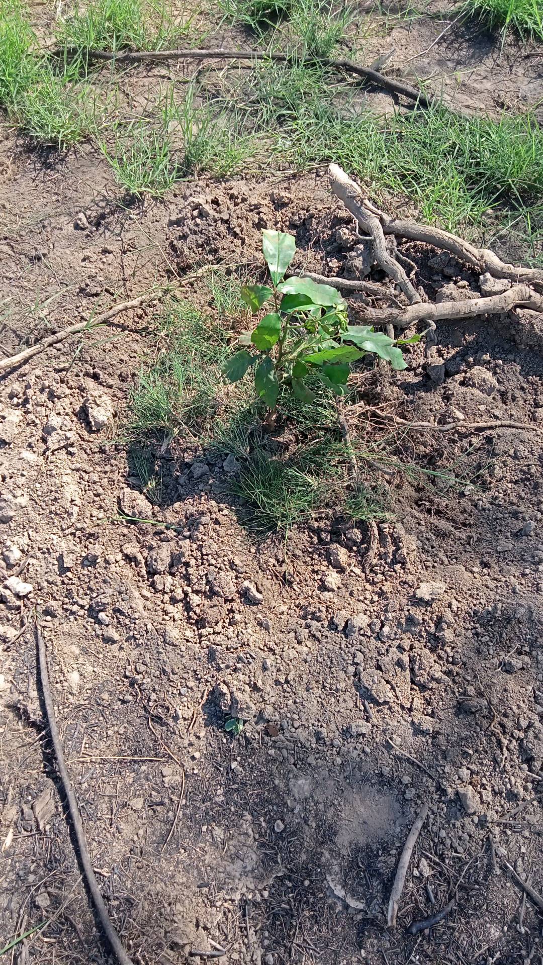 tree