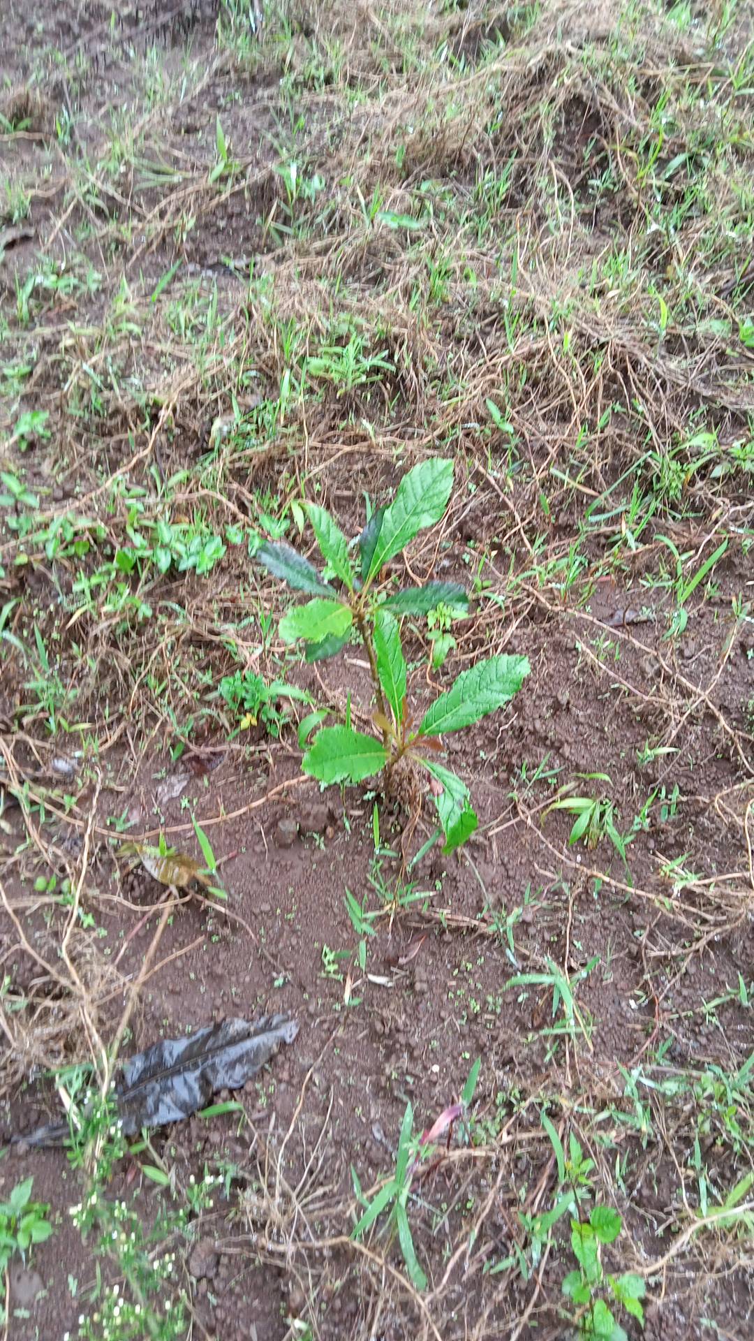 tree