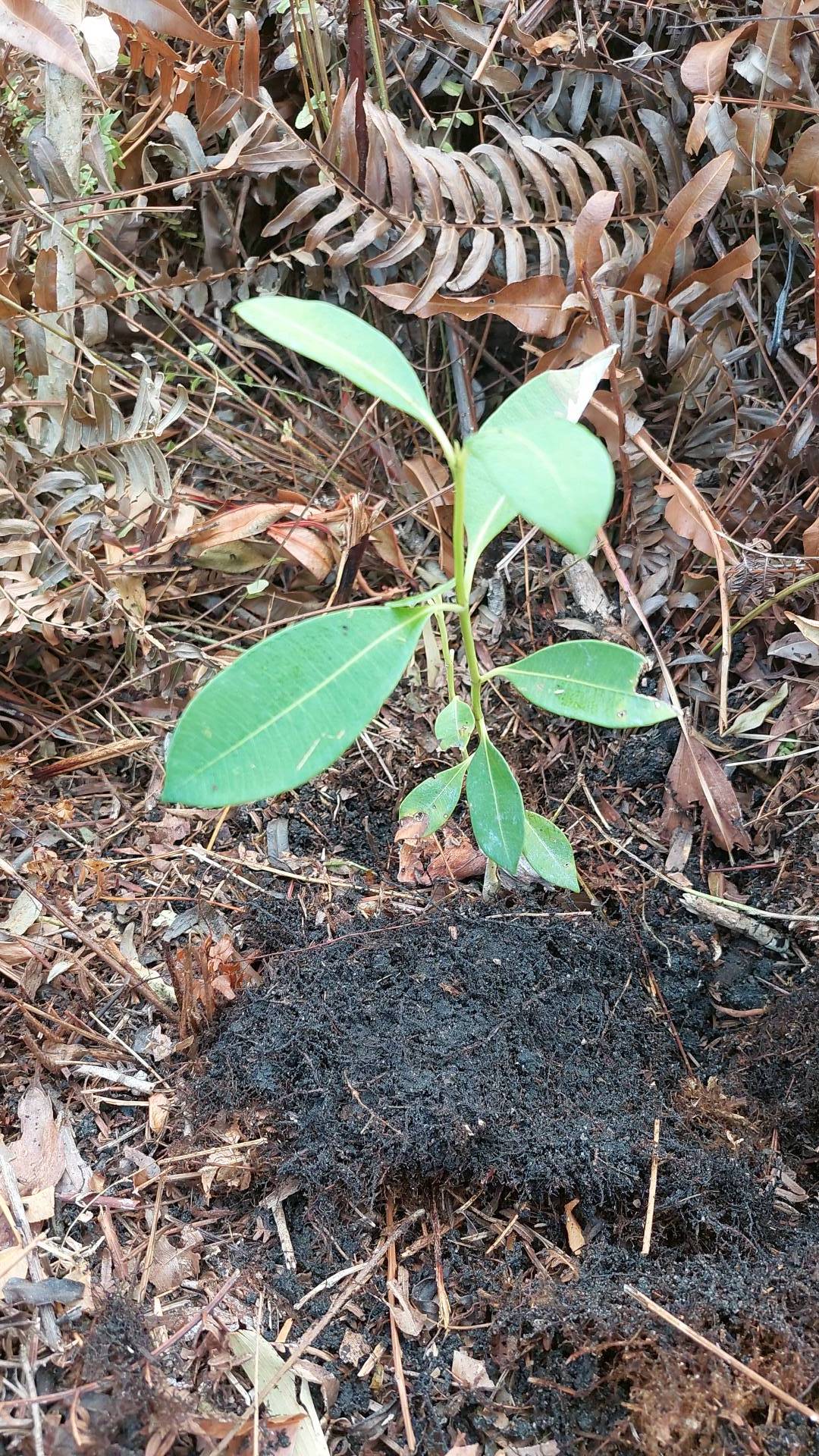 tree