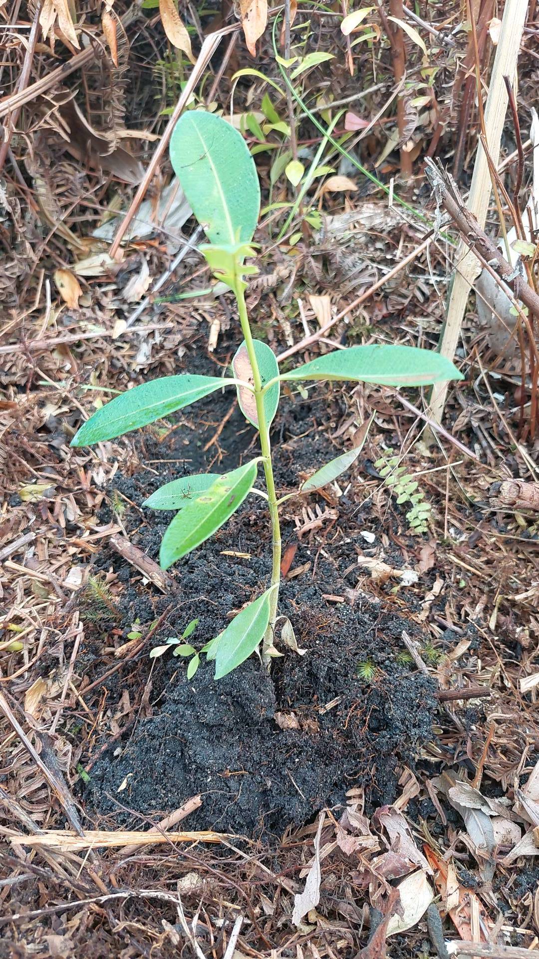 tree