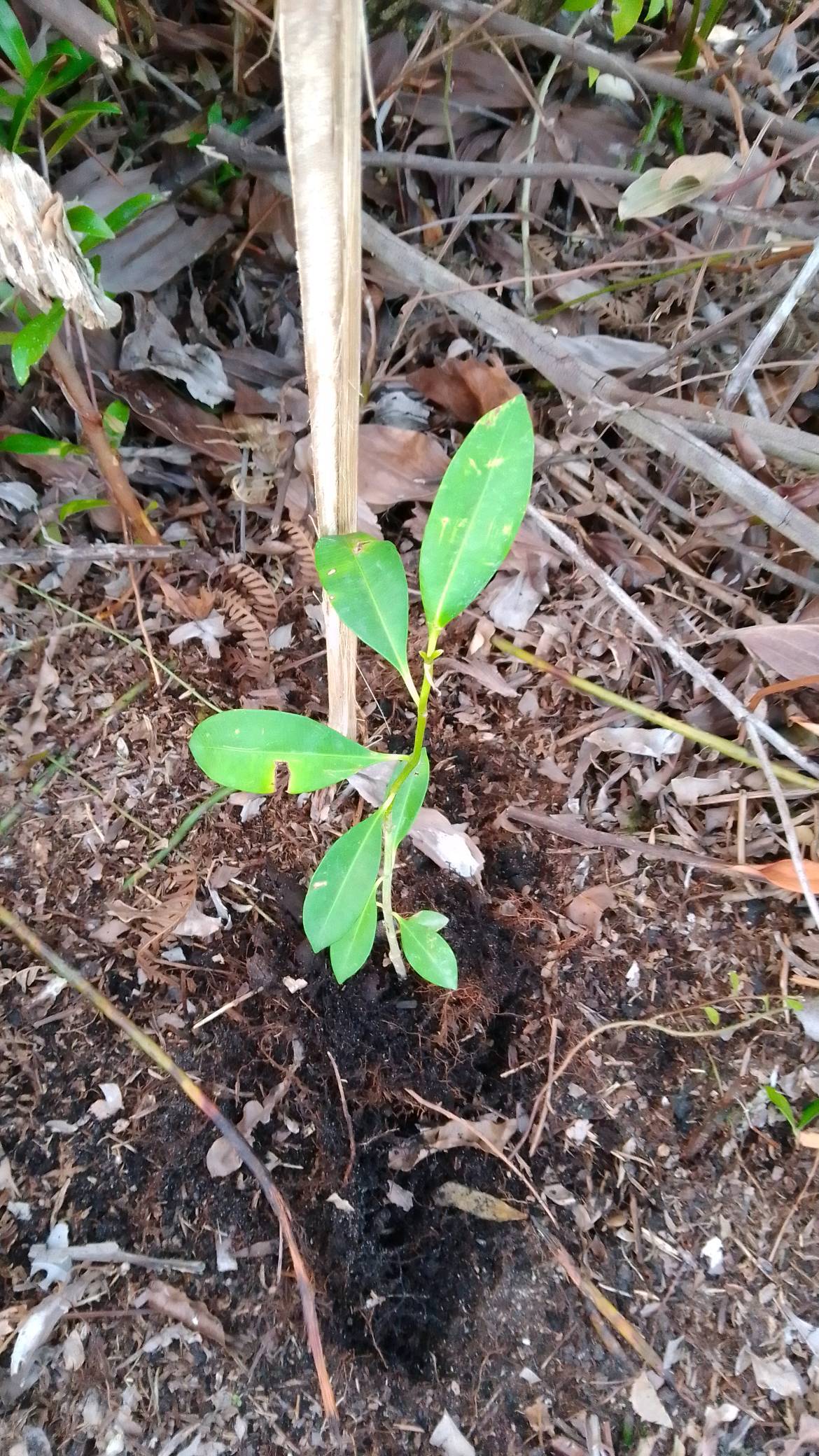 tree