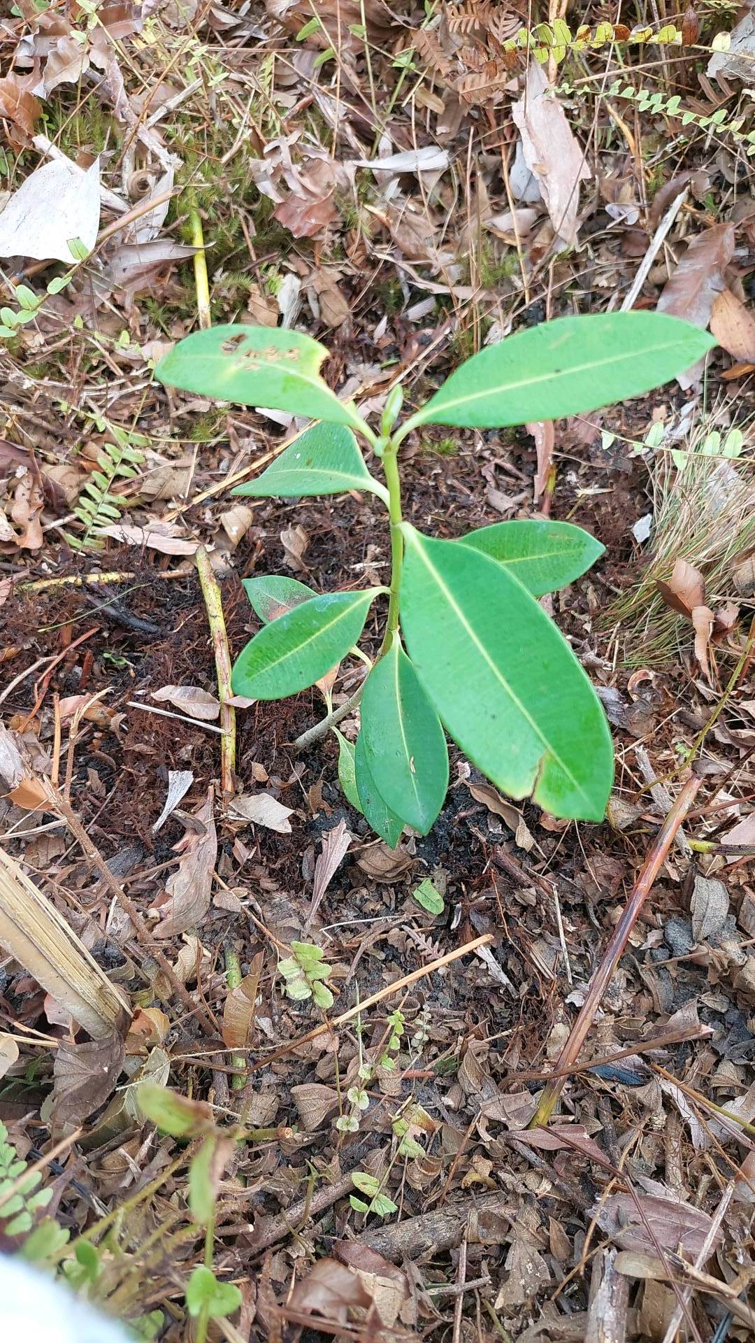 tree