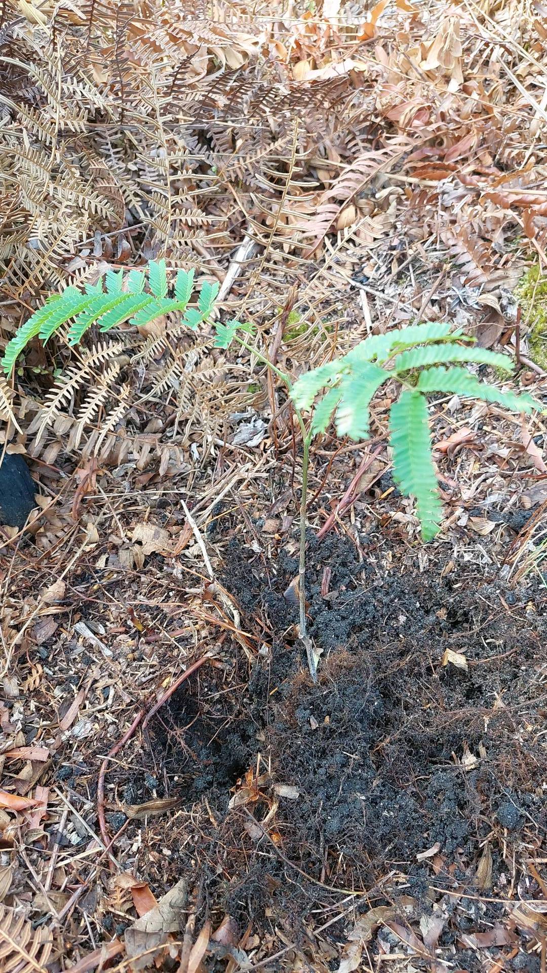 tree