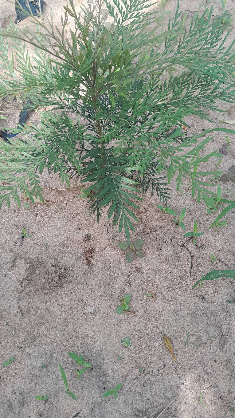 tree