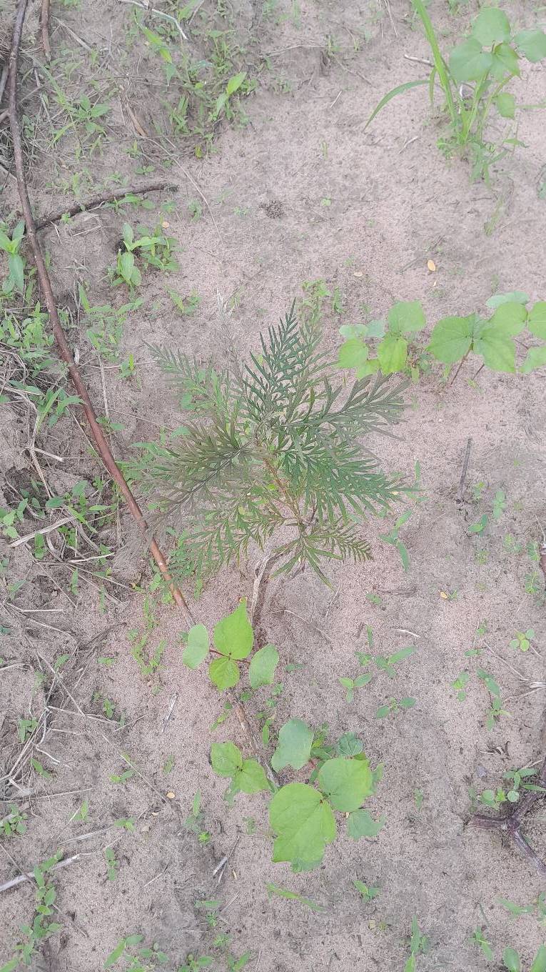 tree