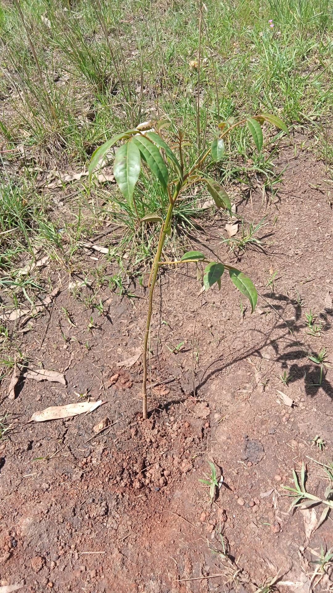 tree