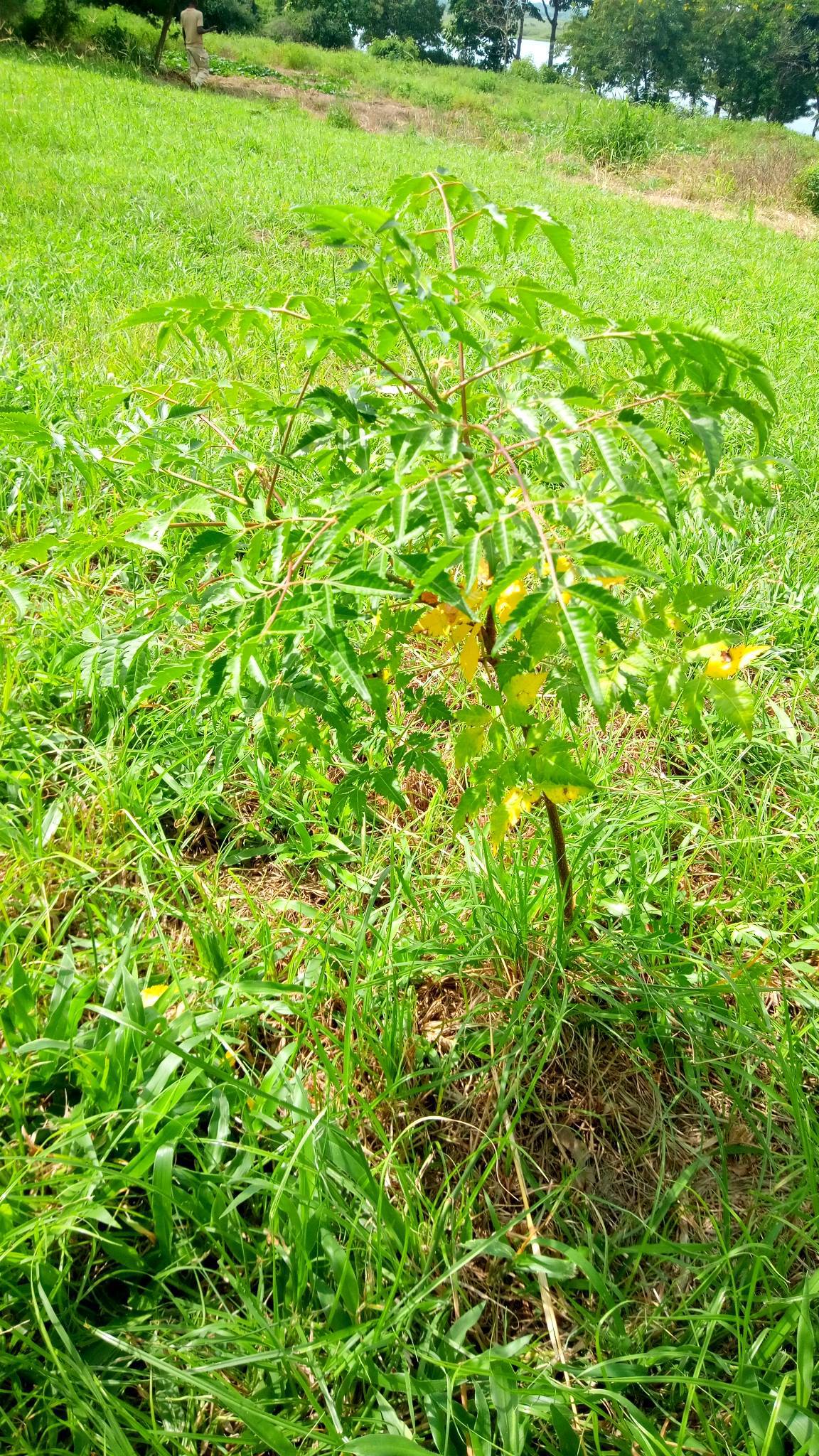 tree