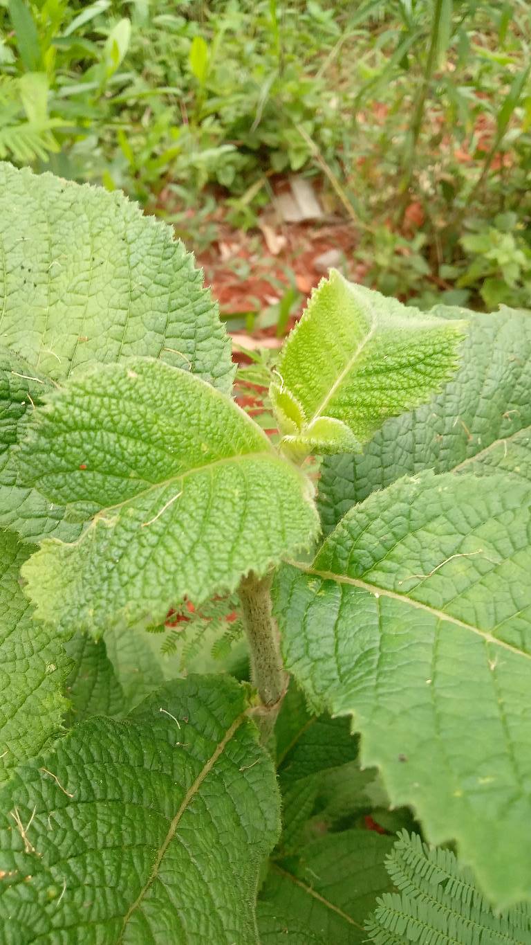 tree