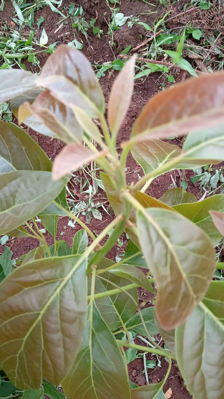 tree
