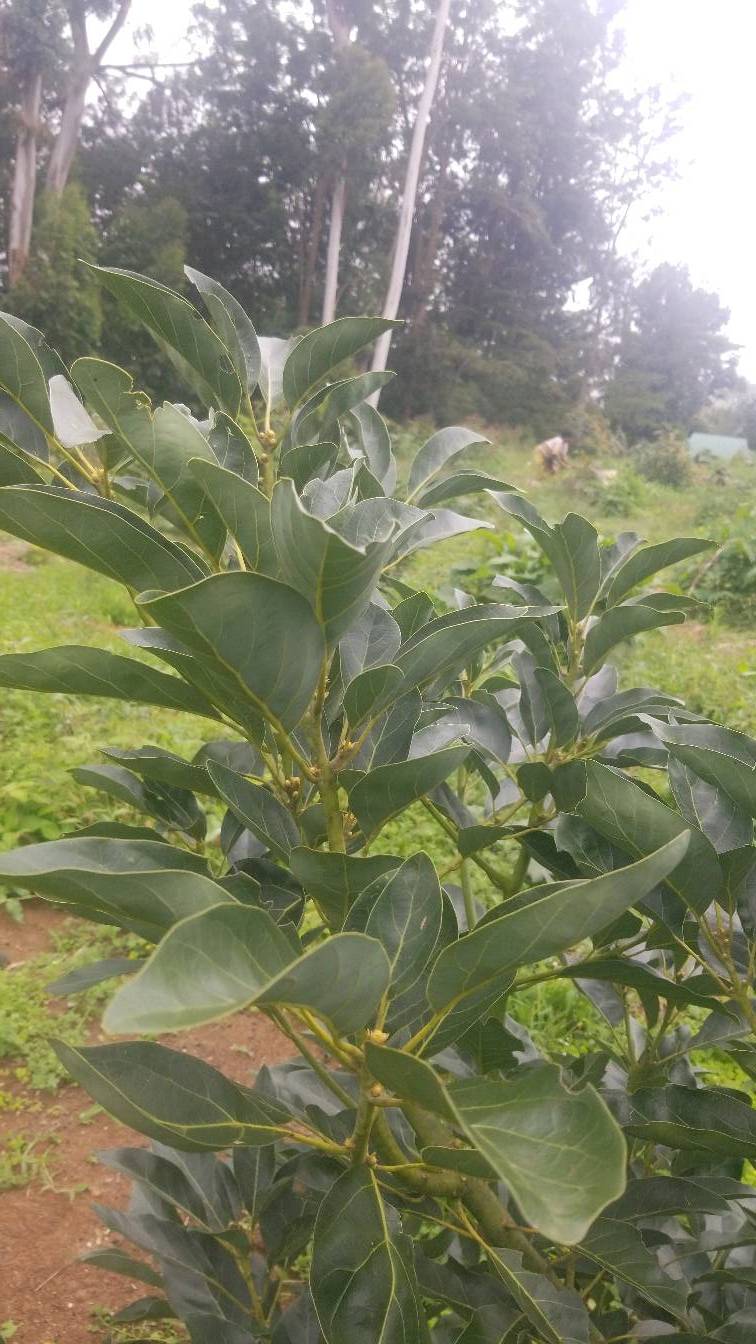 tree