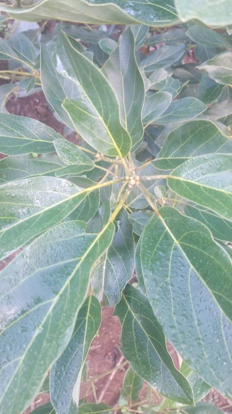 tree