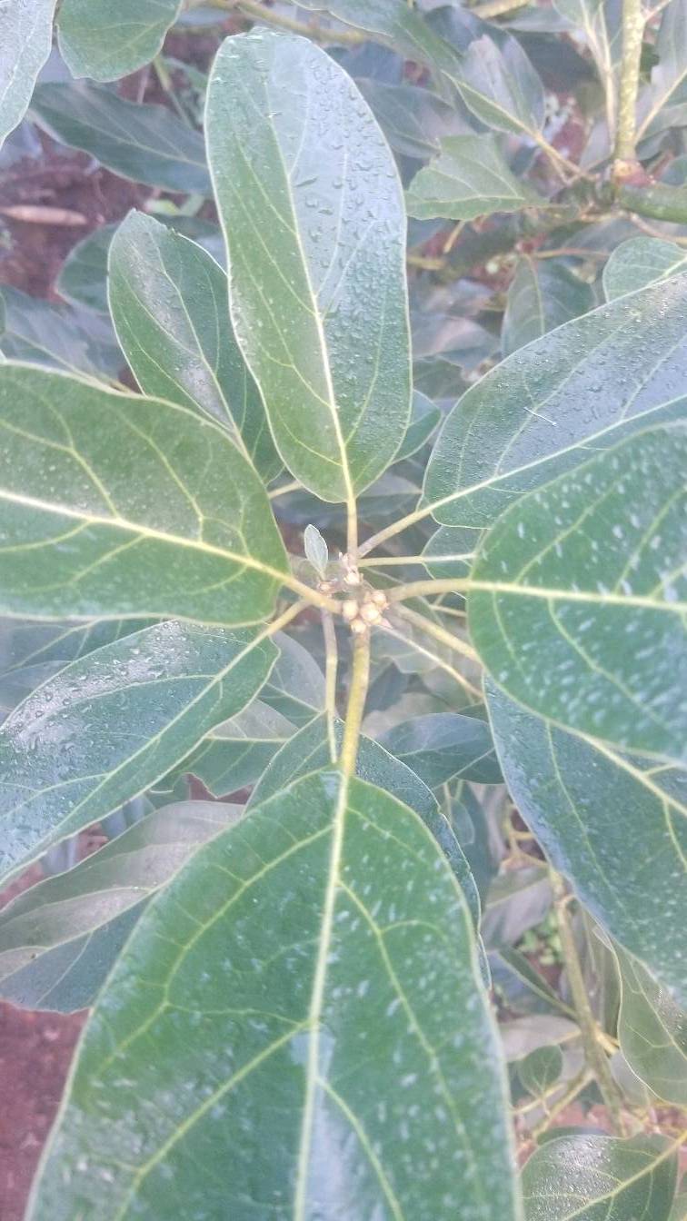 tree