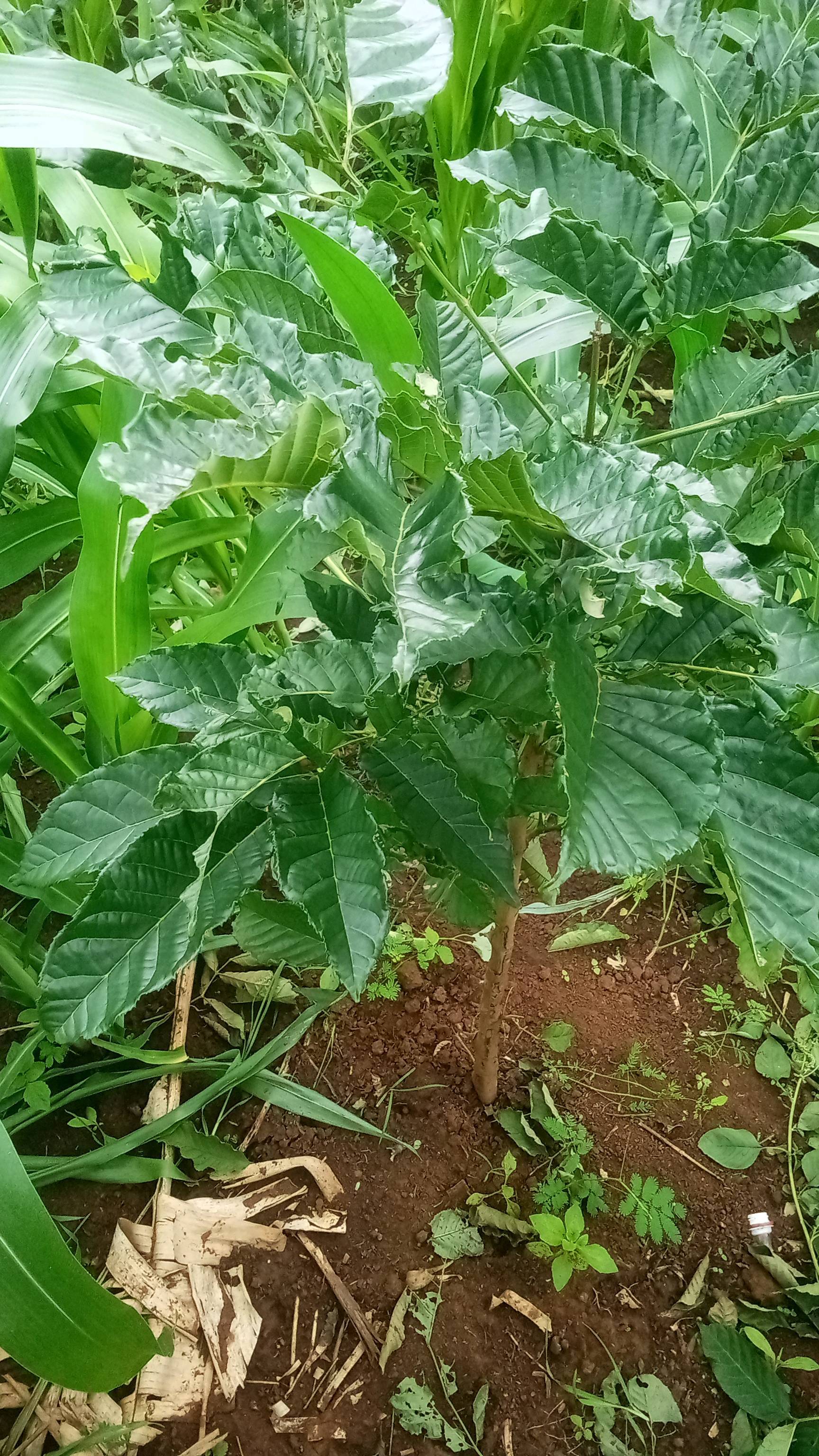 tree