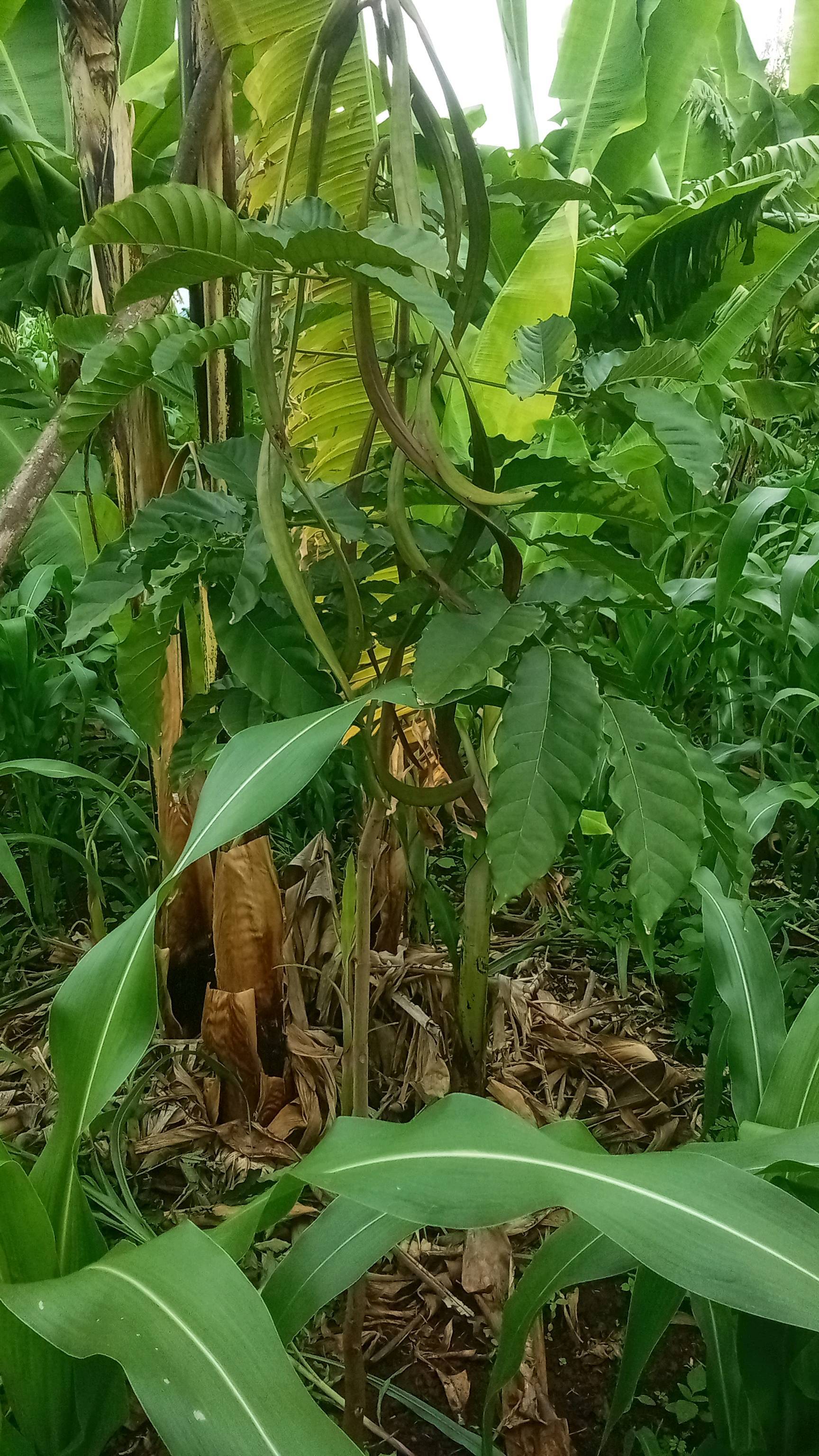 tree