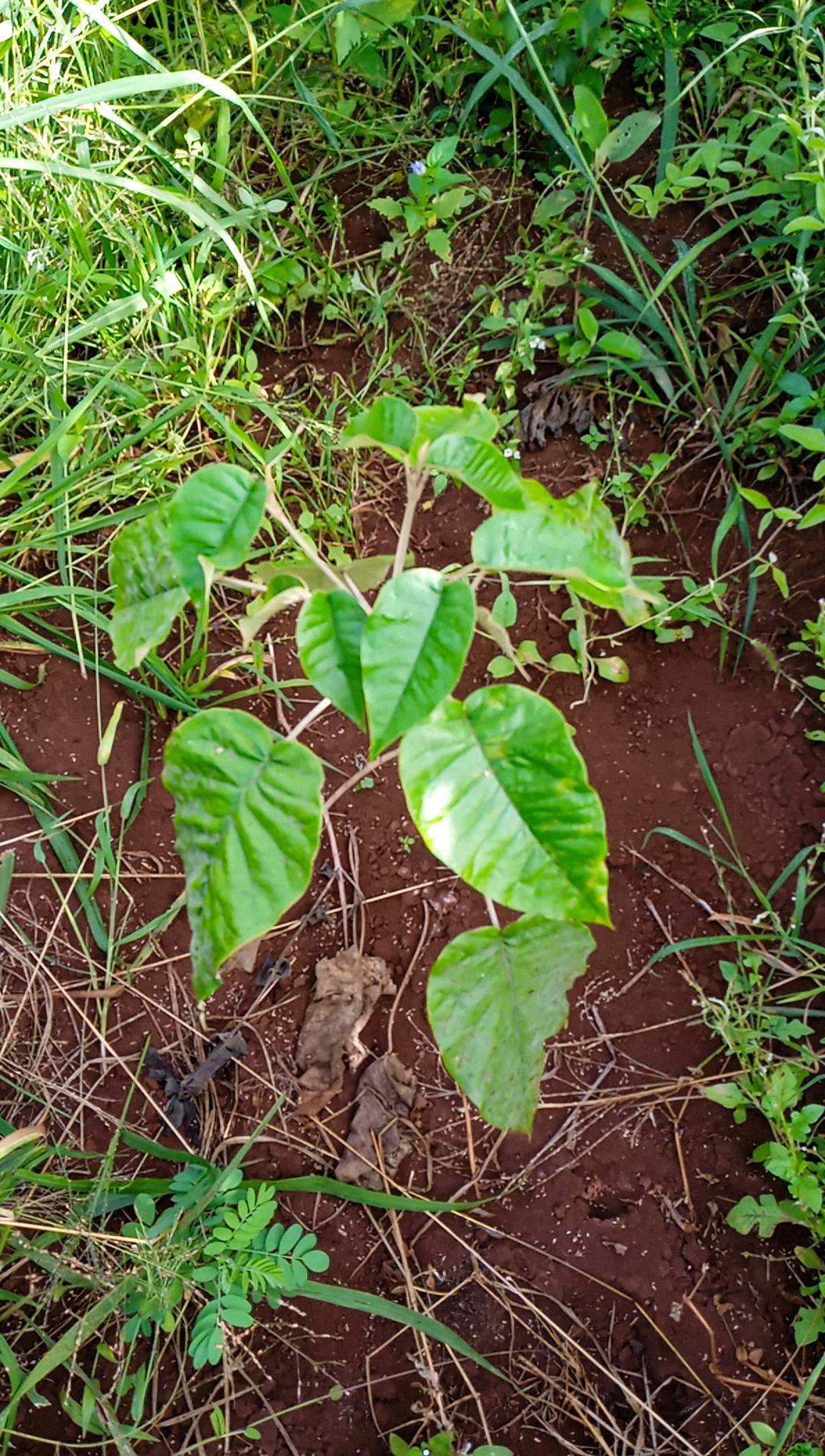 tree
