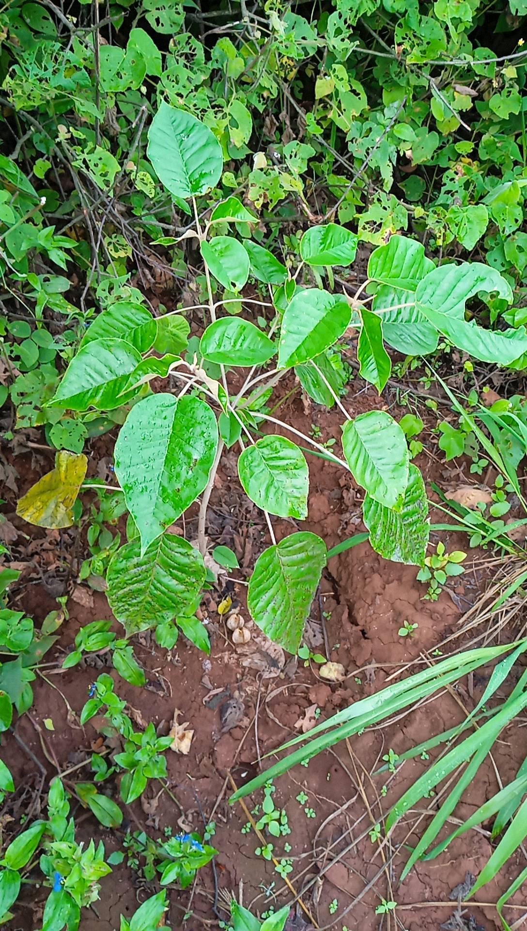 tree