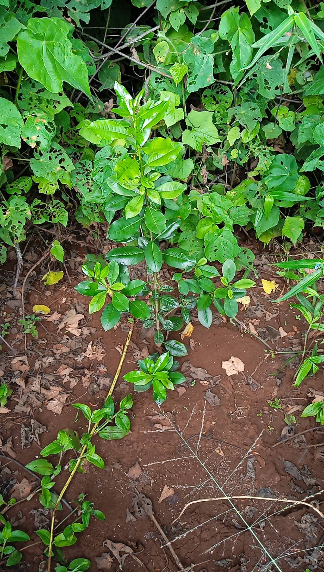 tree