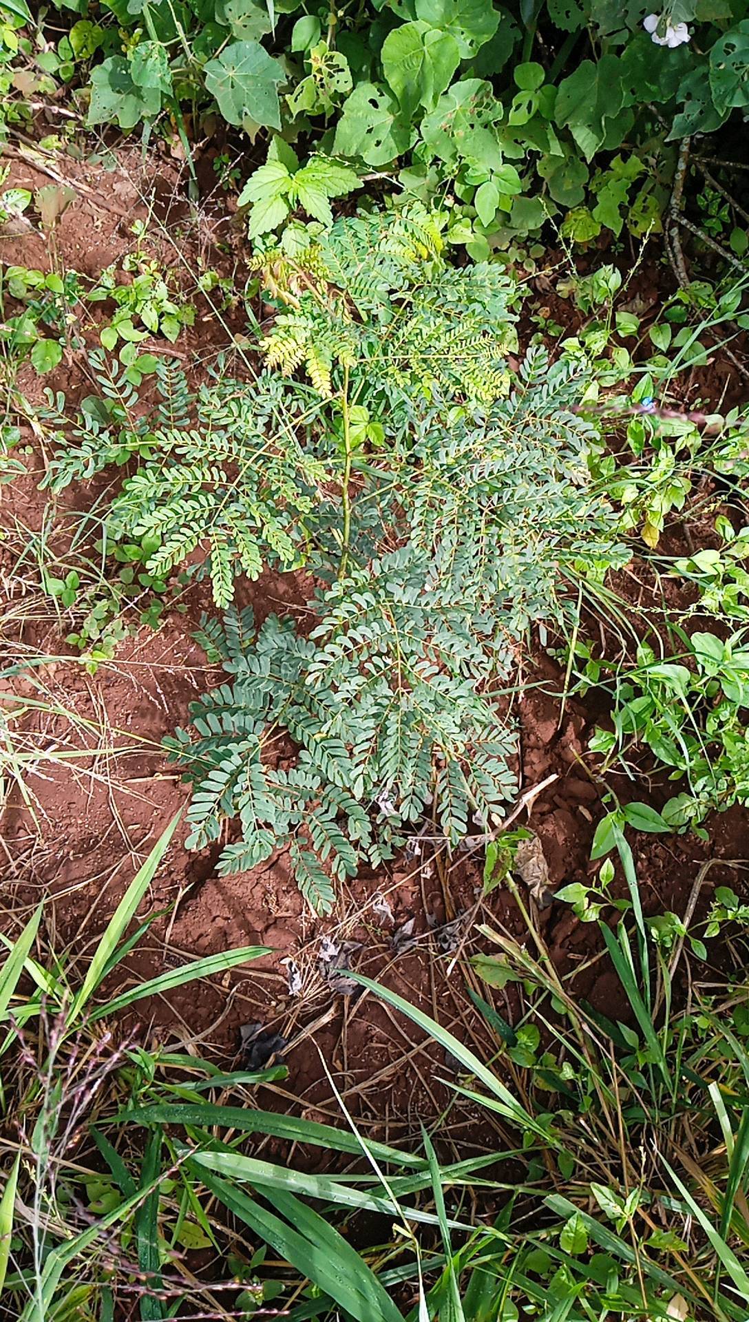 tree