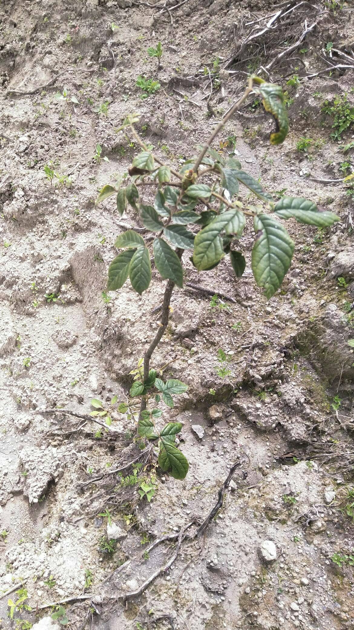 tree