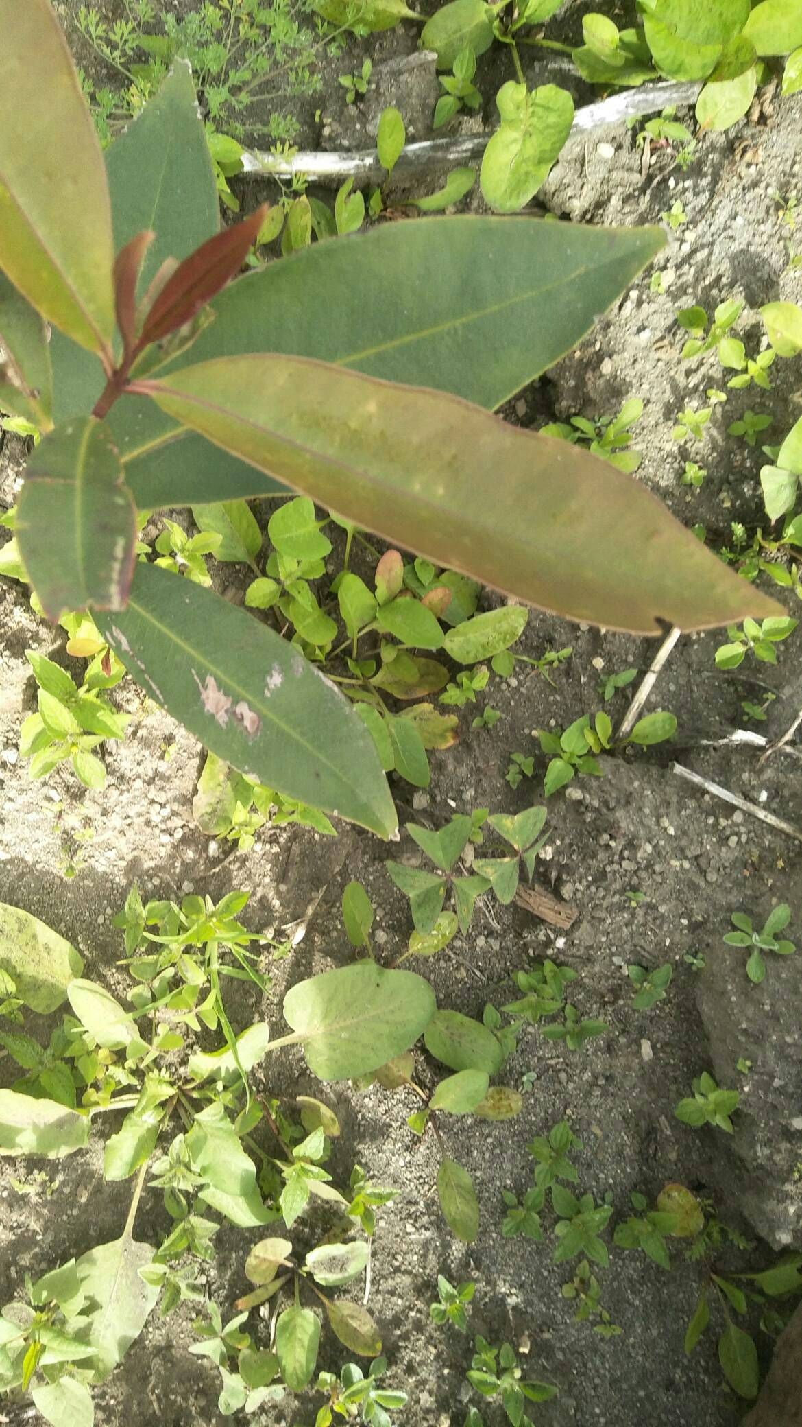 tree