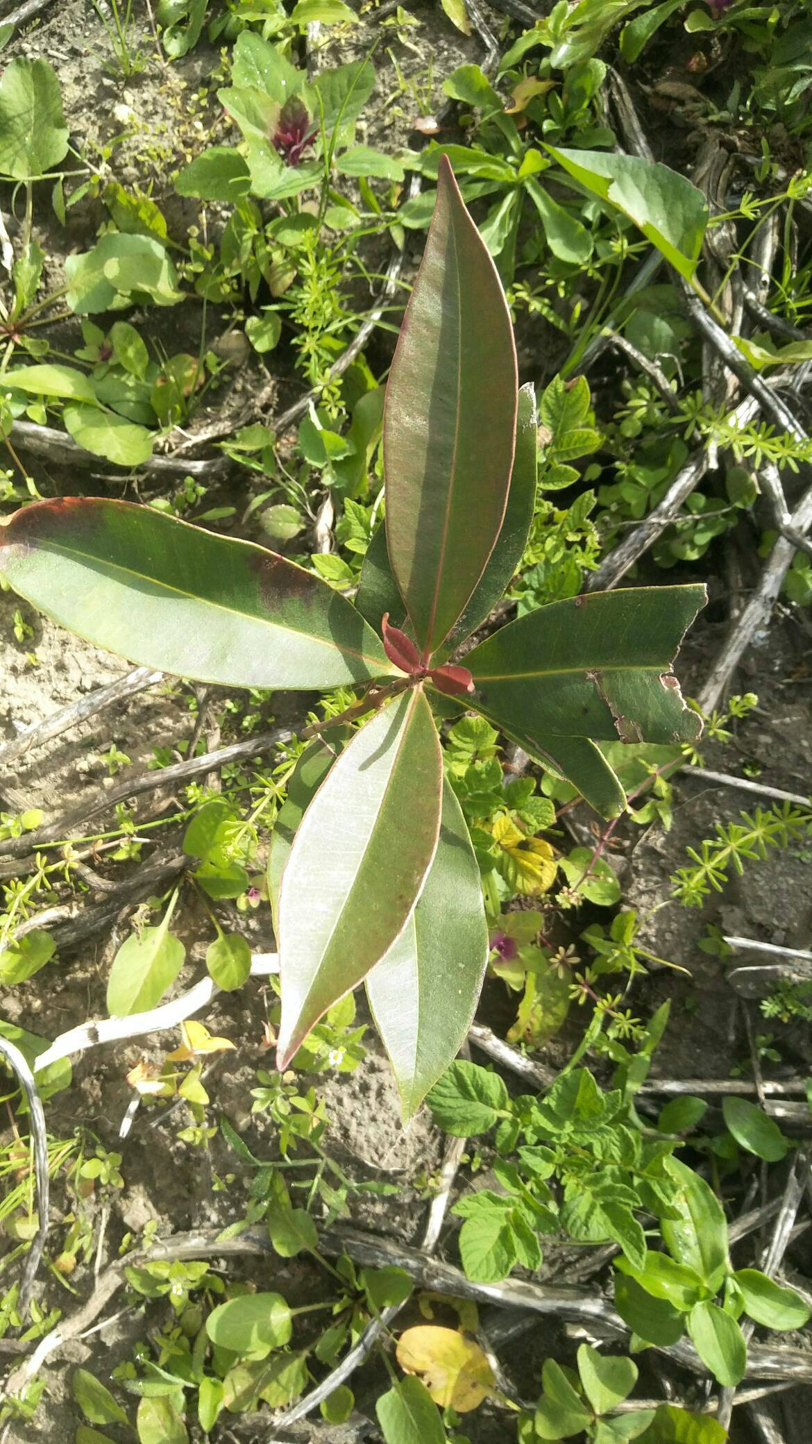 tree