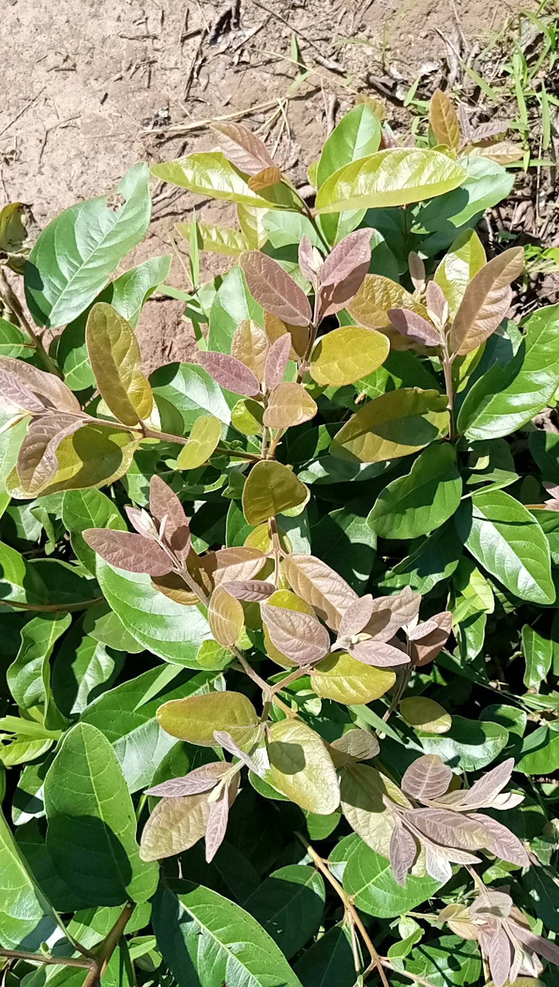 tree