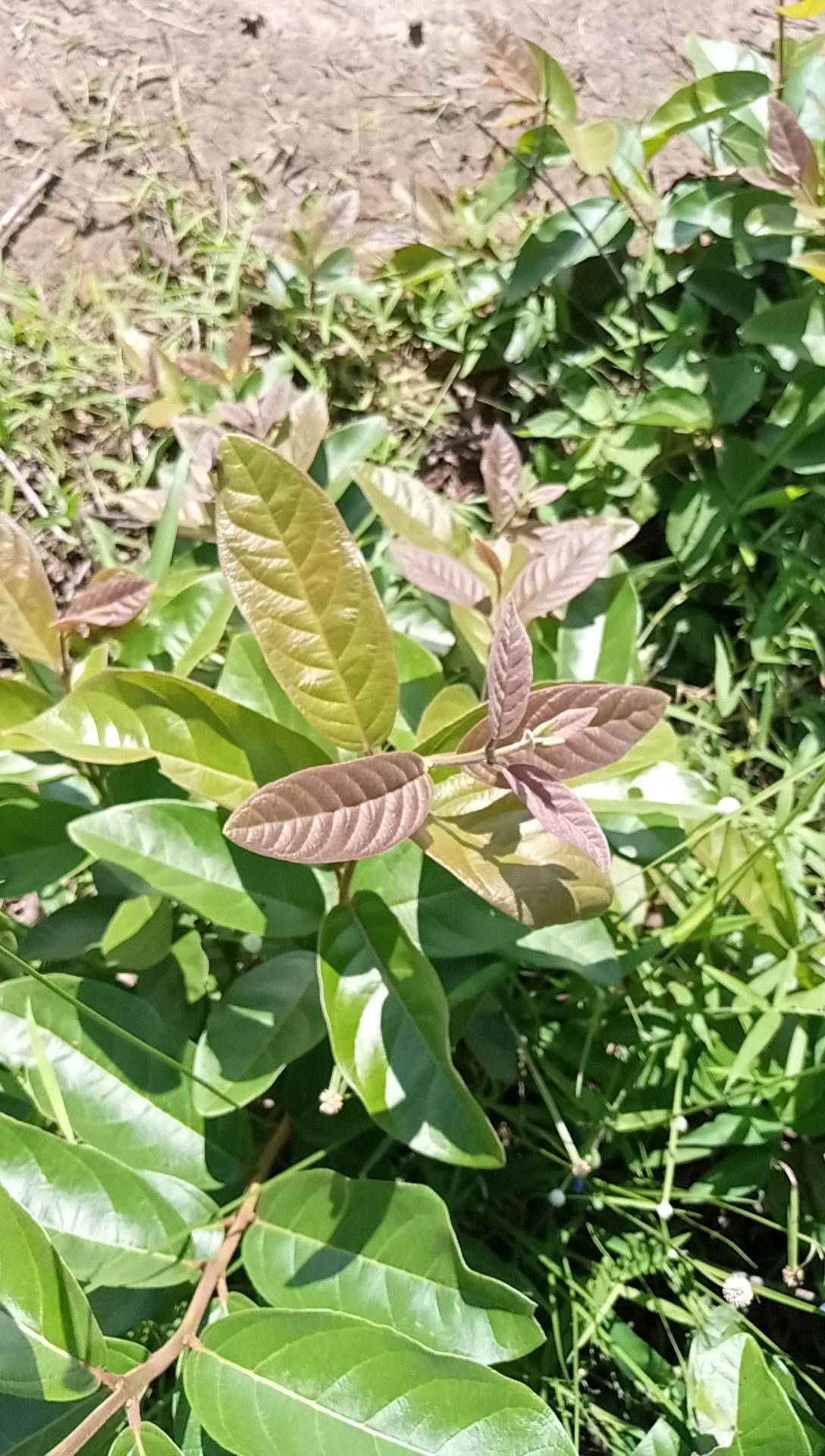 tree