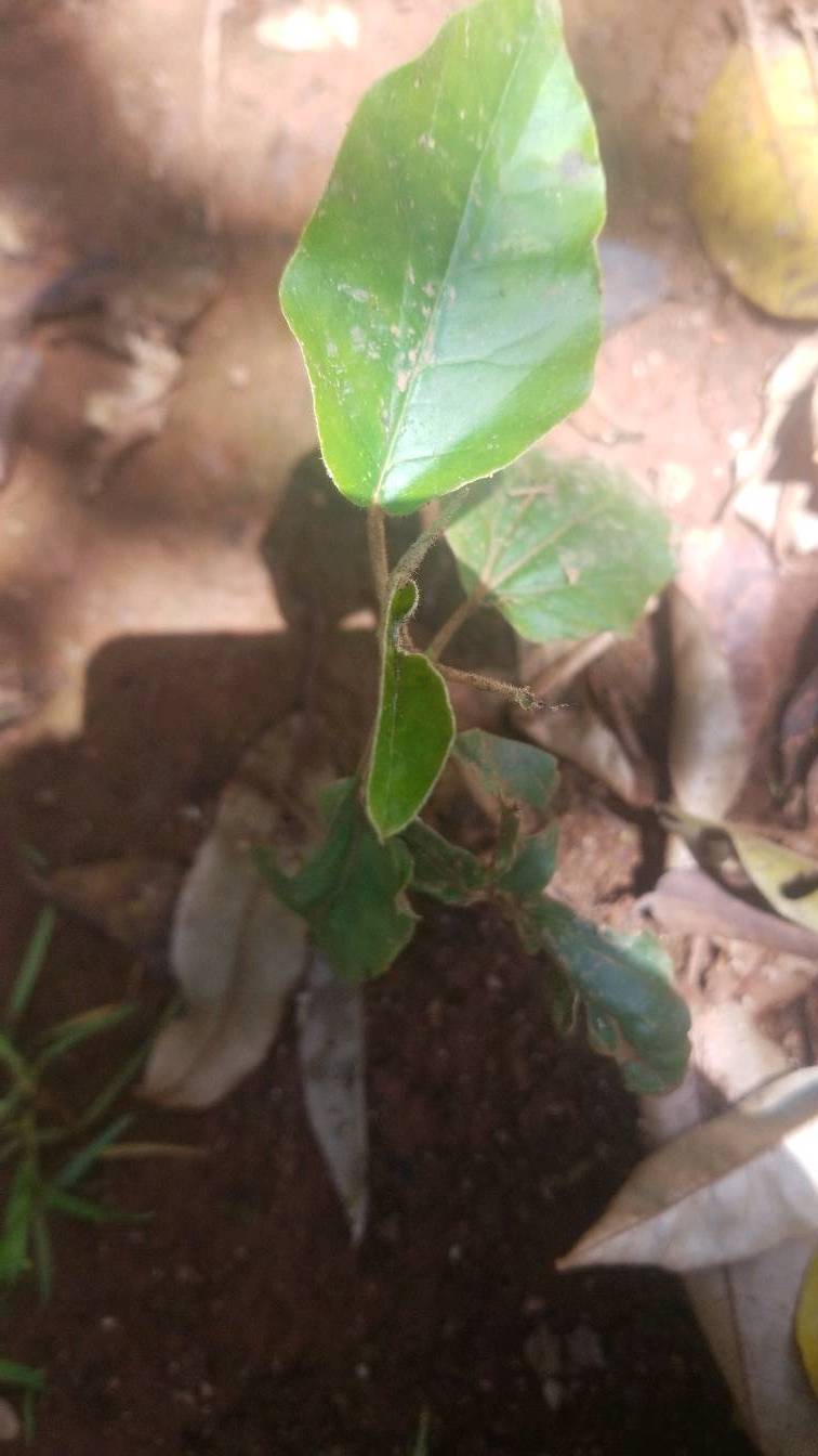 tree