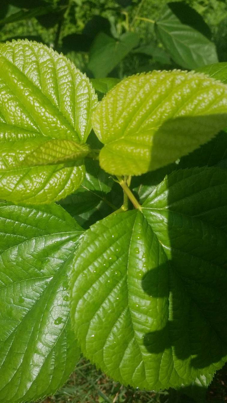 tree
