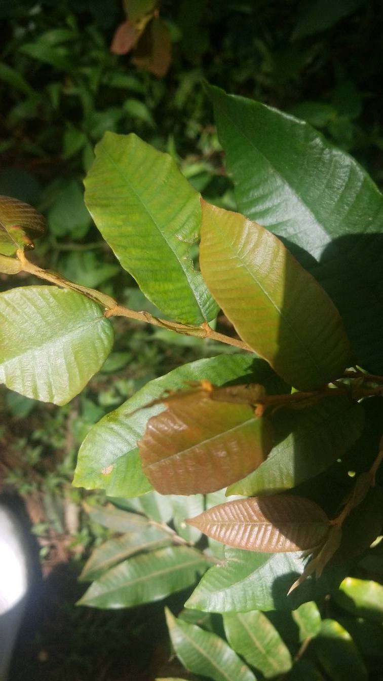 tree