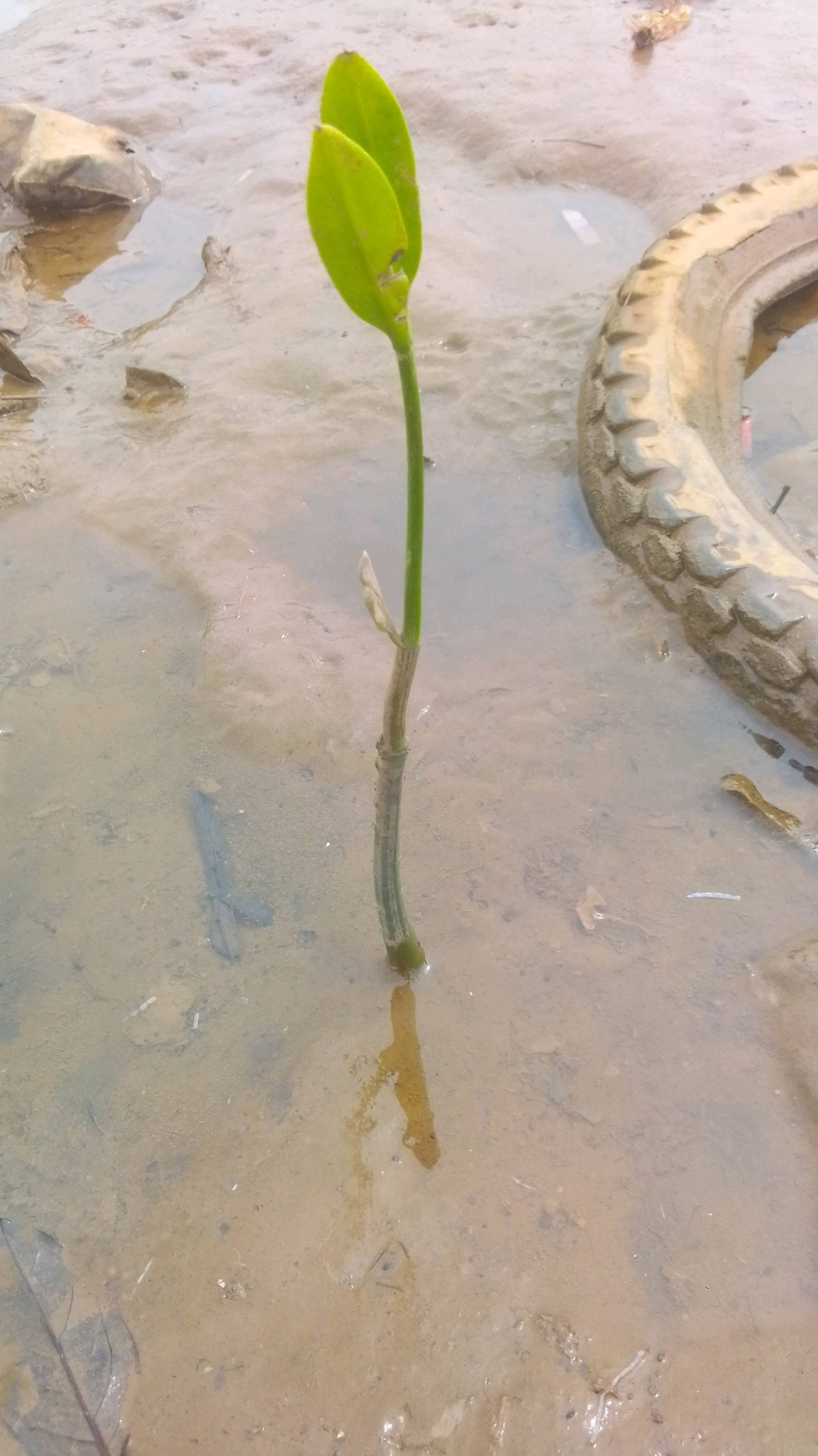 tree