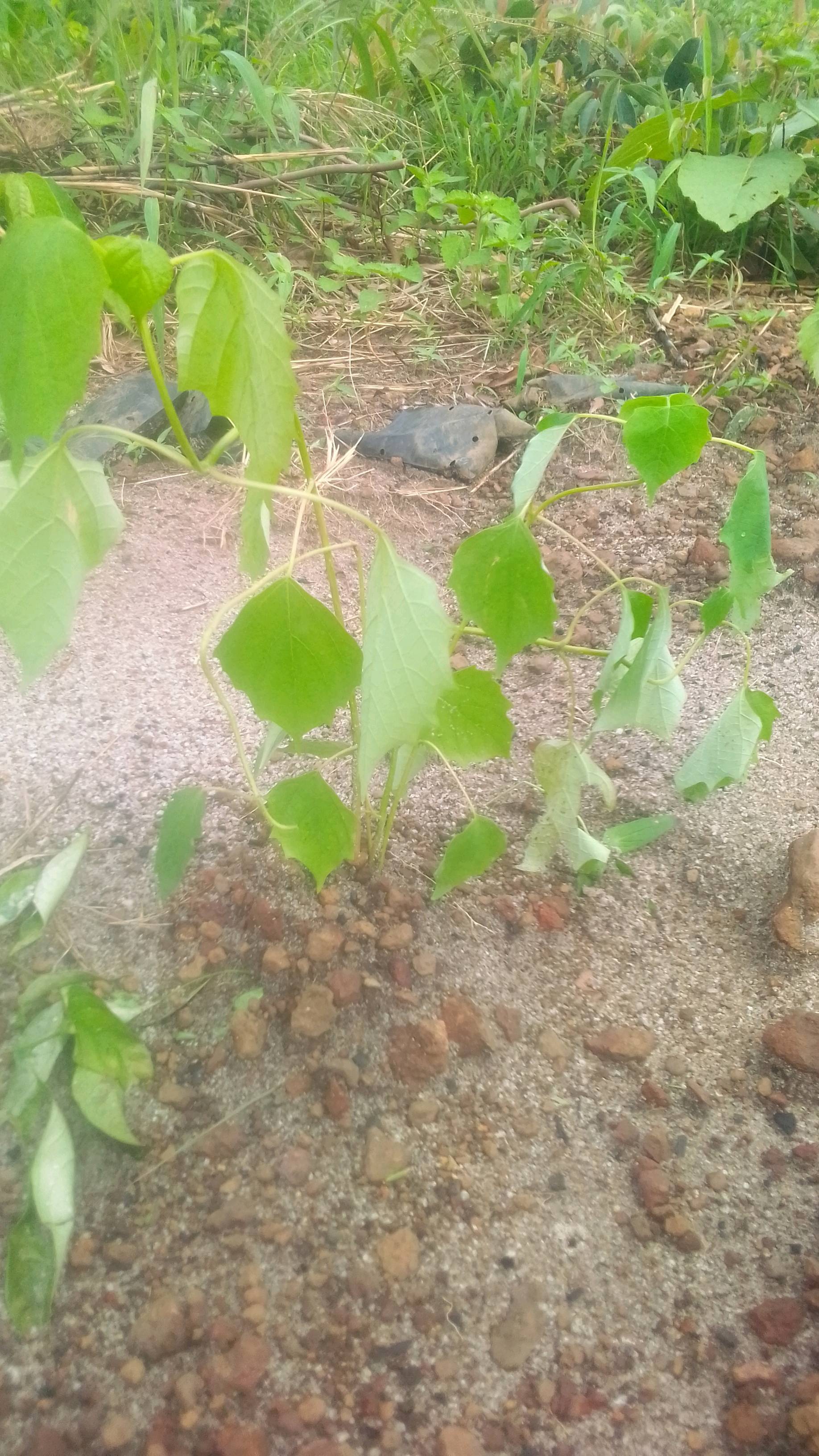 tree