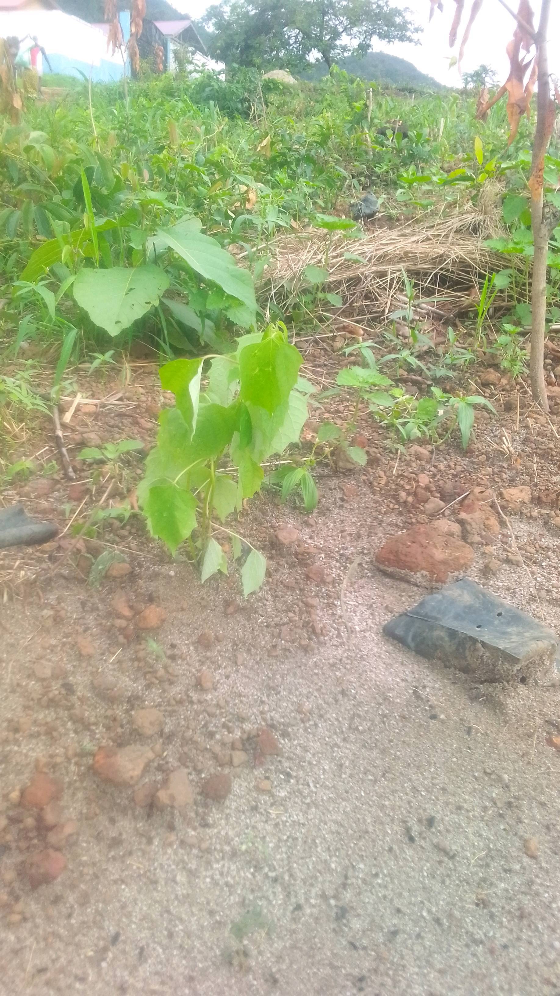tree