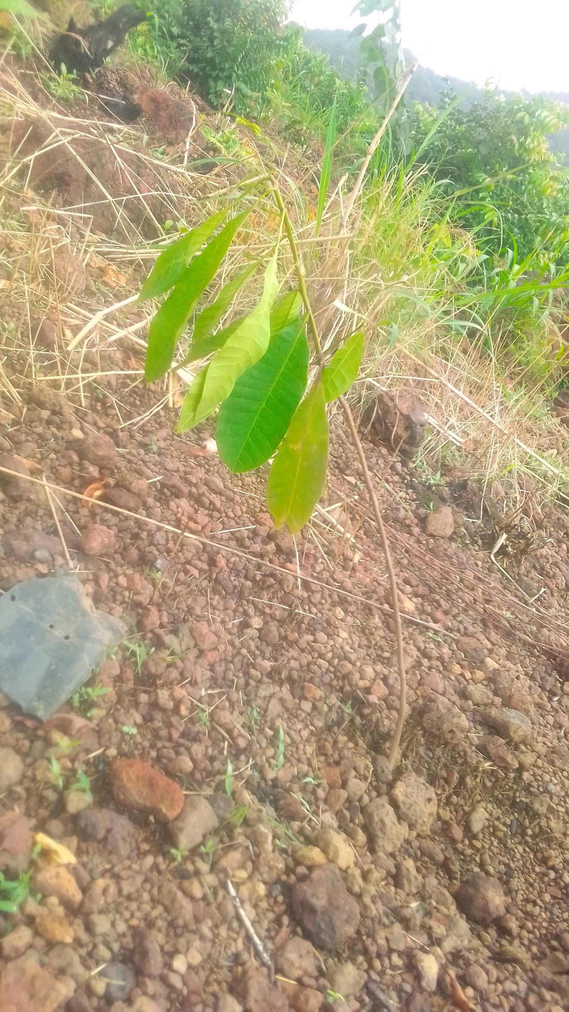 tree