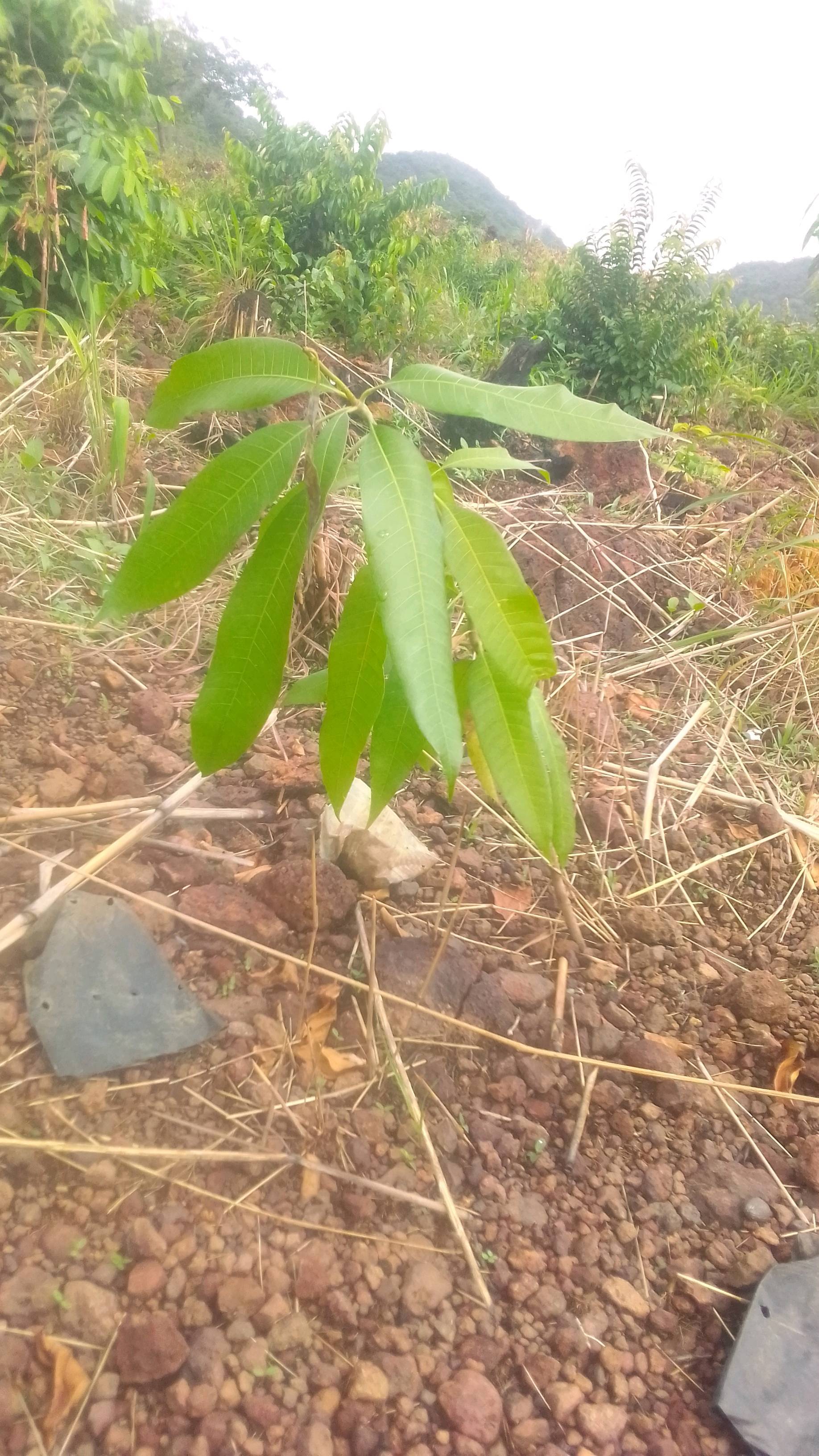 tree