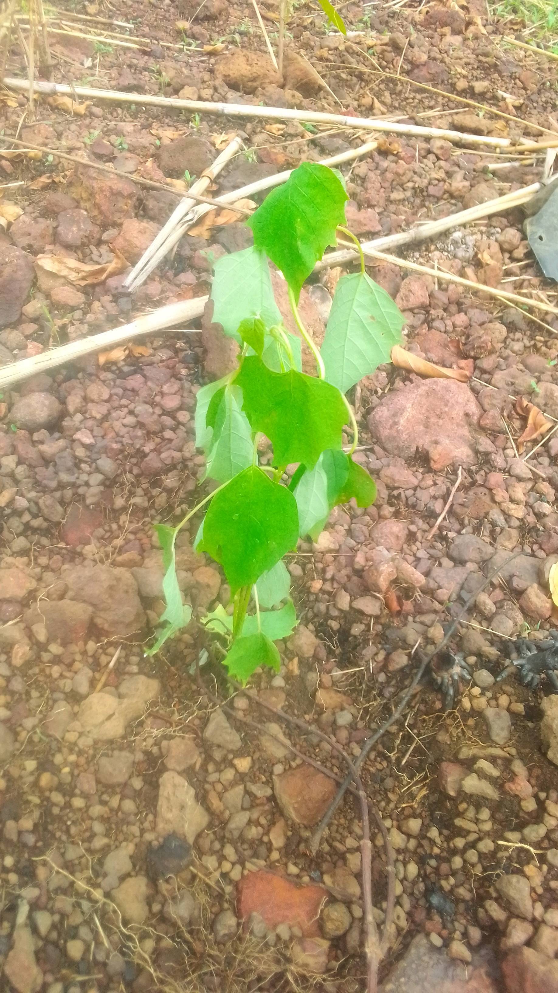 tree