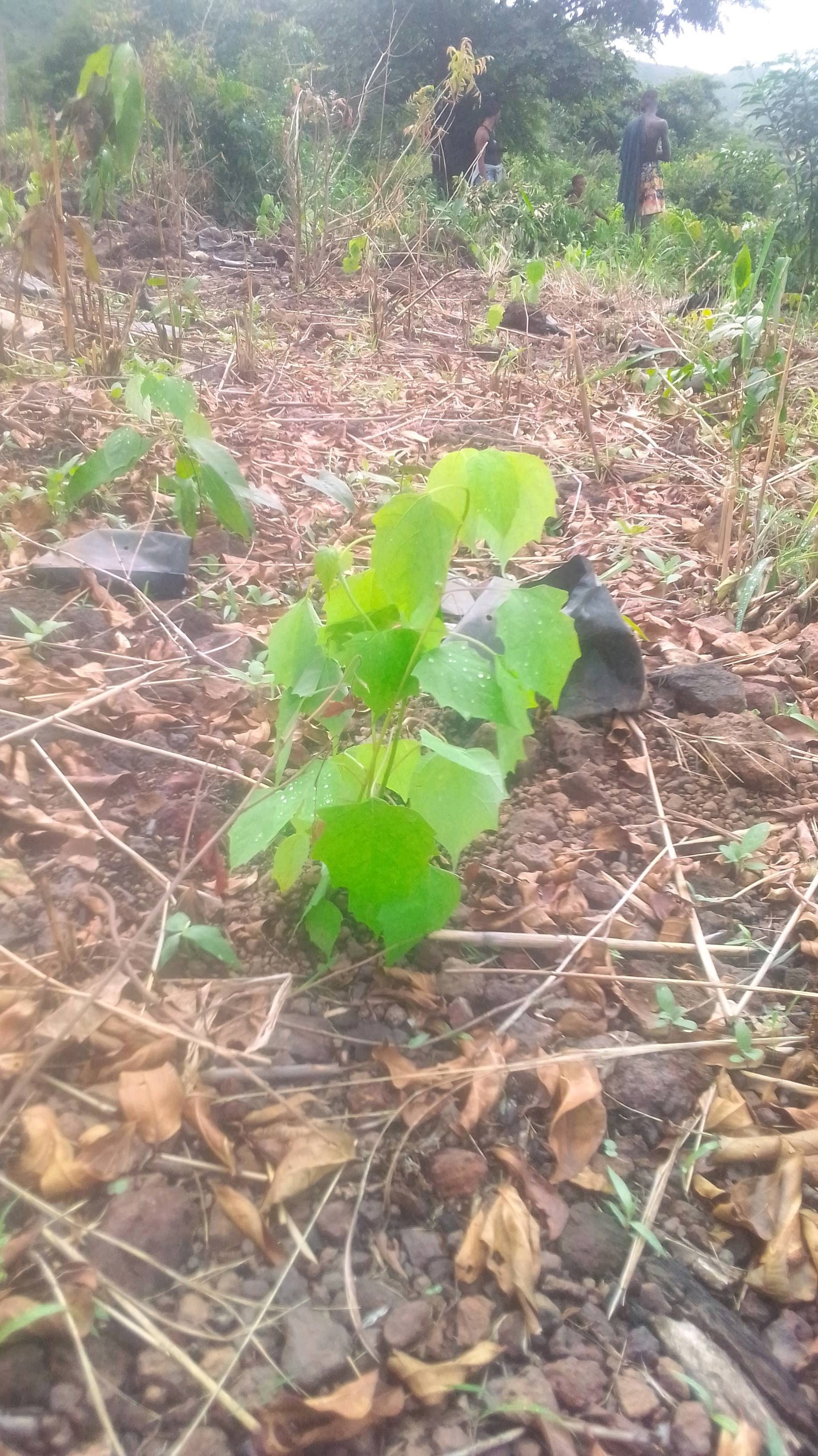tree