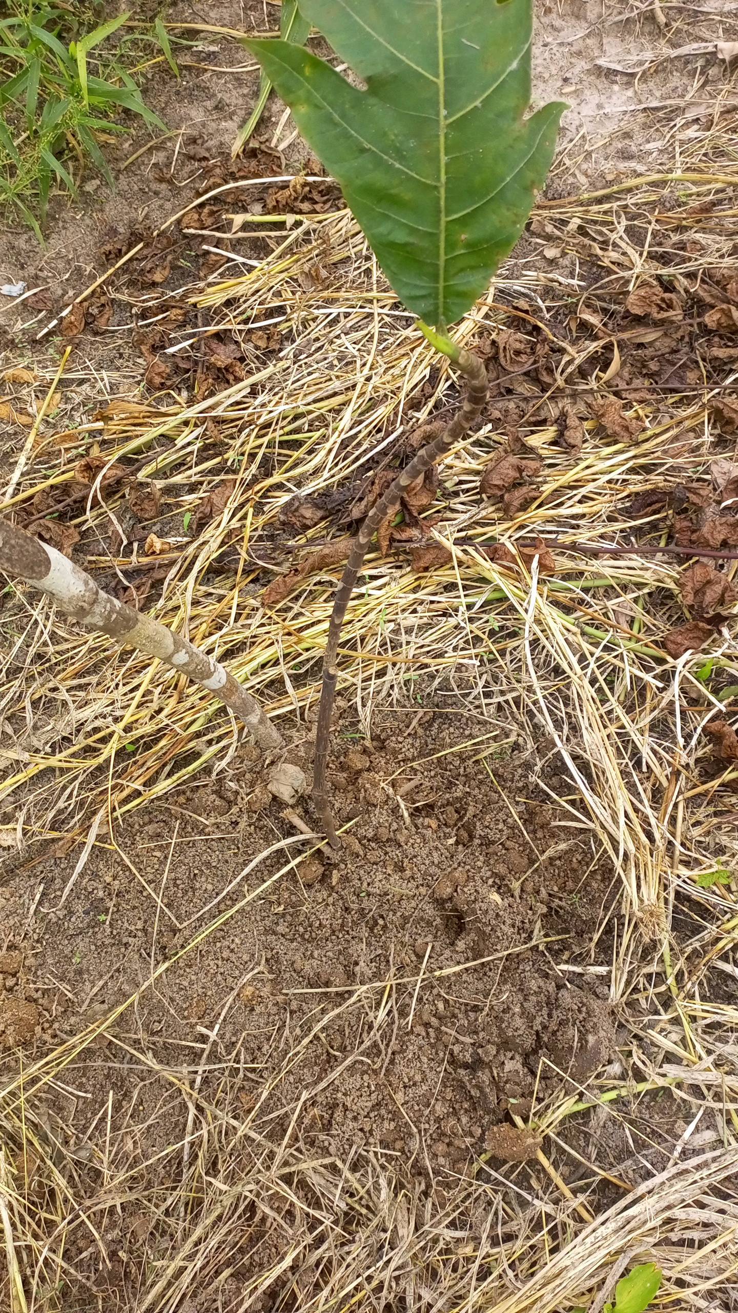 tree